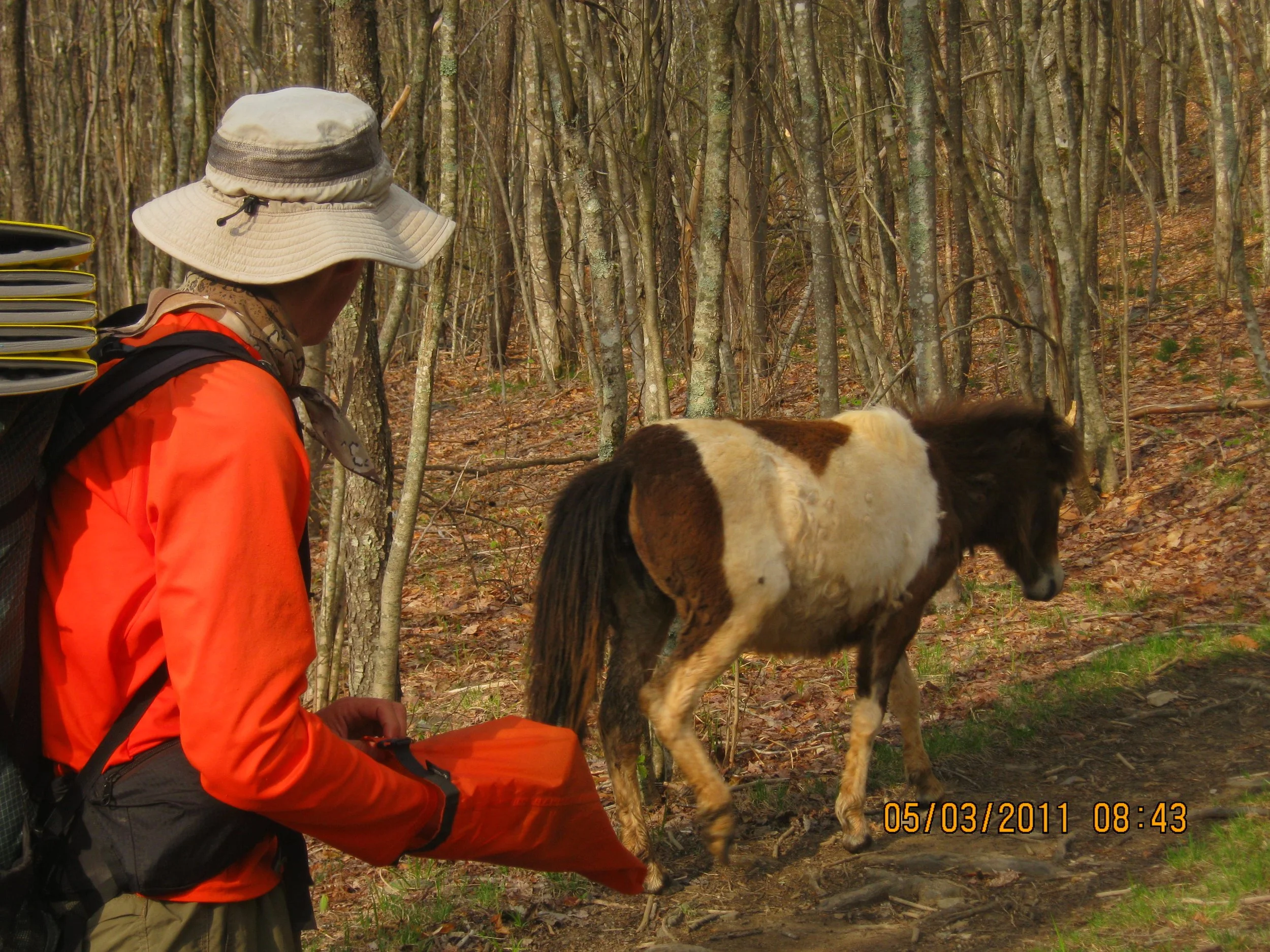 Big Miles in the rain…for ponies and pizza!