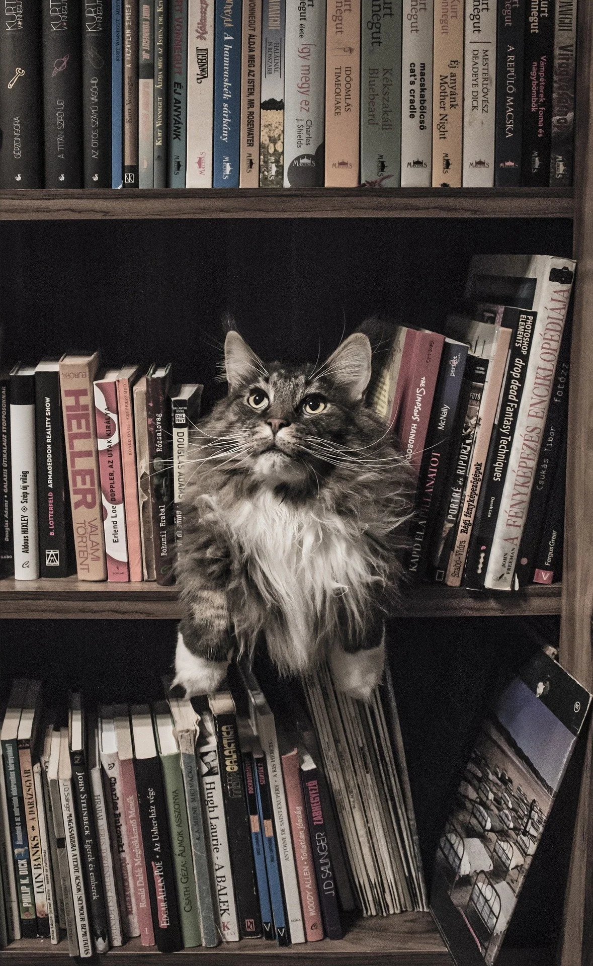 maine-coon-1279572_1920.jpg