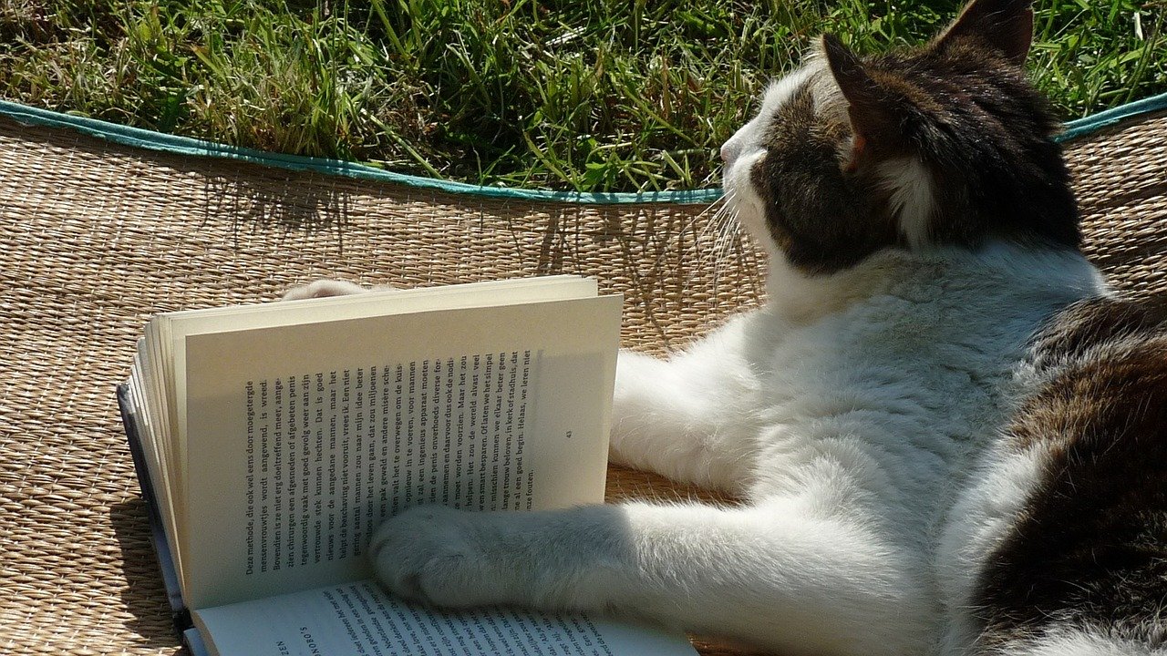 reading-498102_1280.jpg