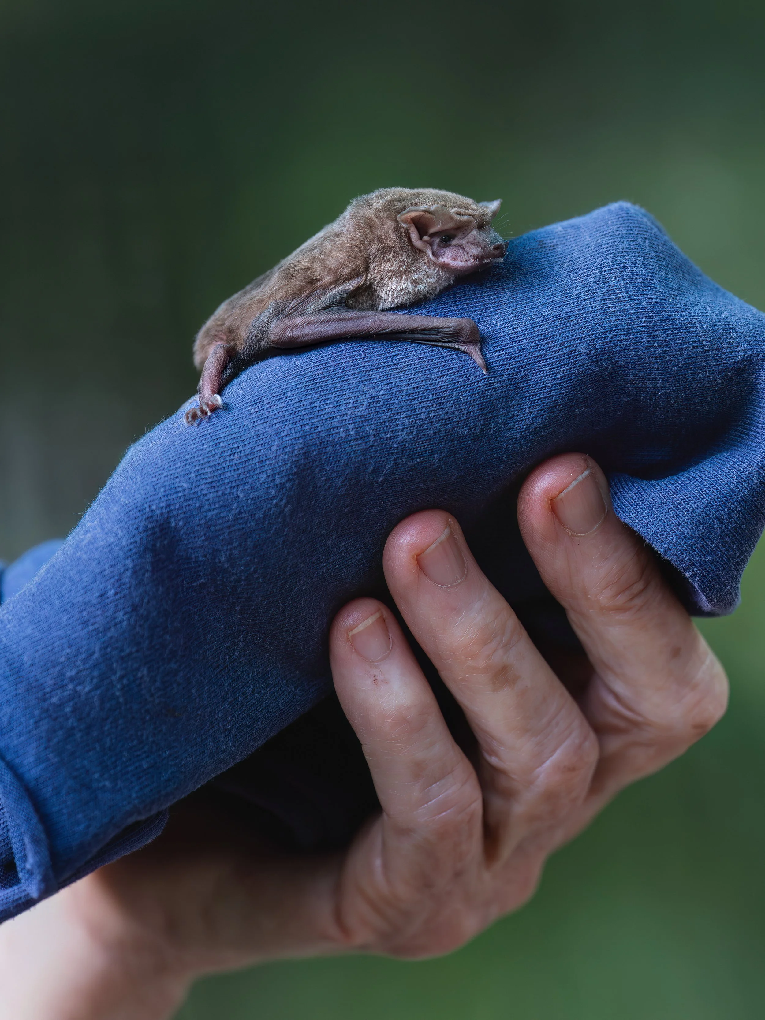 Tolga_BatHospital_1.09.25_KateNewman_Australian_Wildlife_Photographer_00069-Edit-Edit.JPG