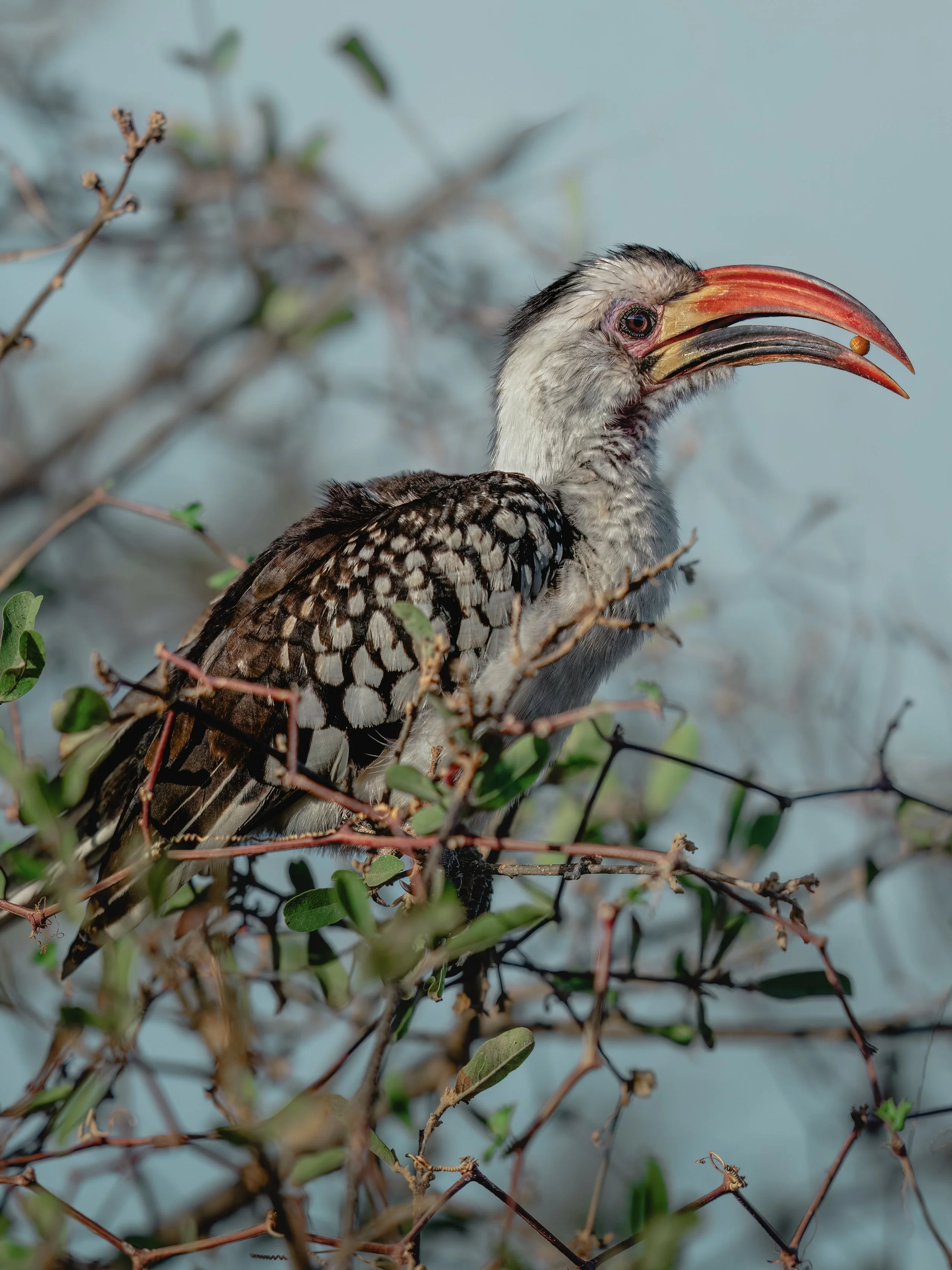 Red-billed Hornbill ⏤ Samburu National Reserve
