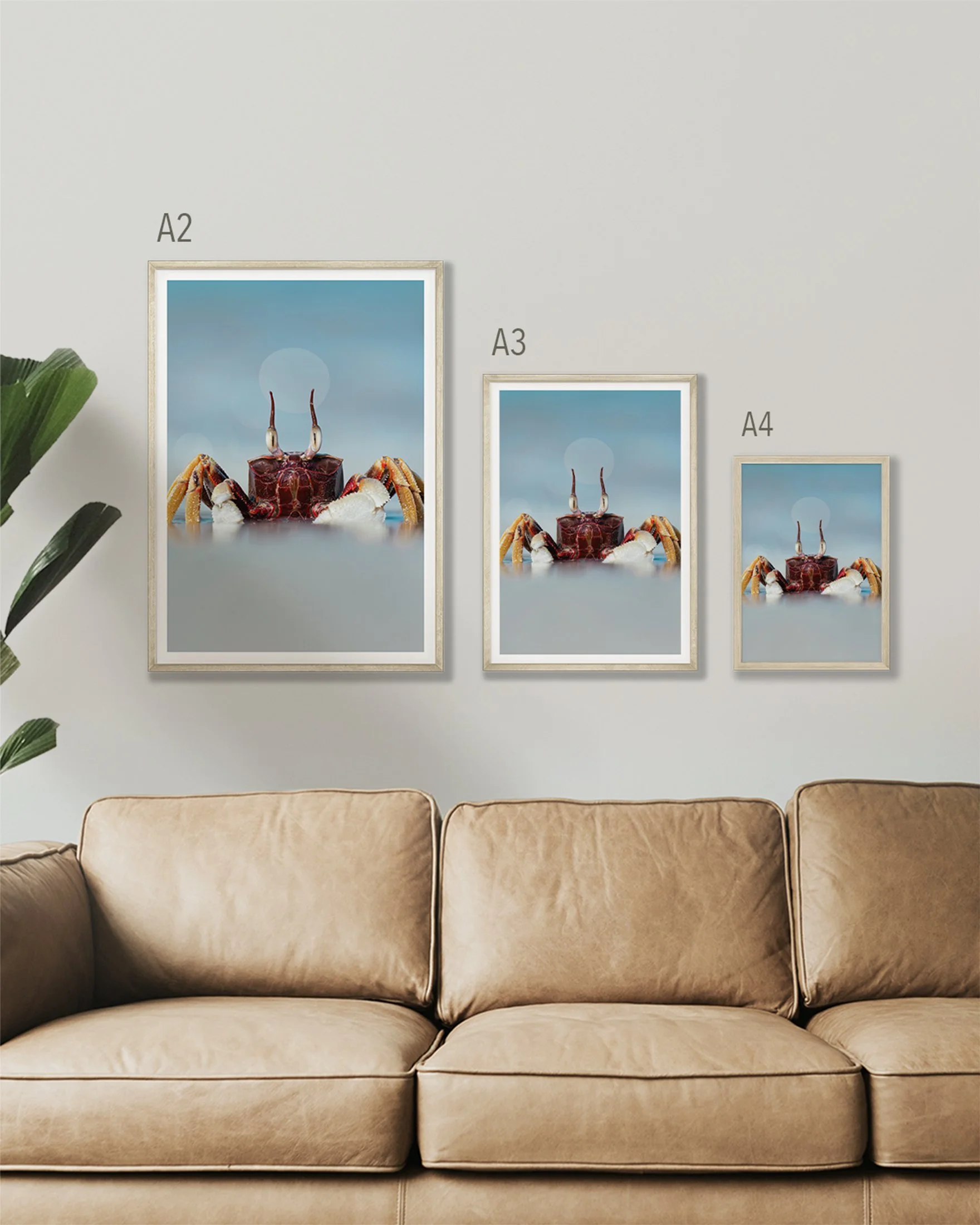 3 prints on a wall of a red crab on the shore. The sizes are A2, A3 & A4.