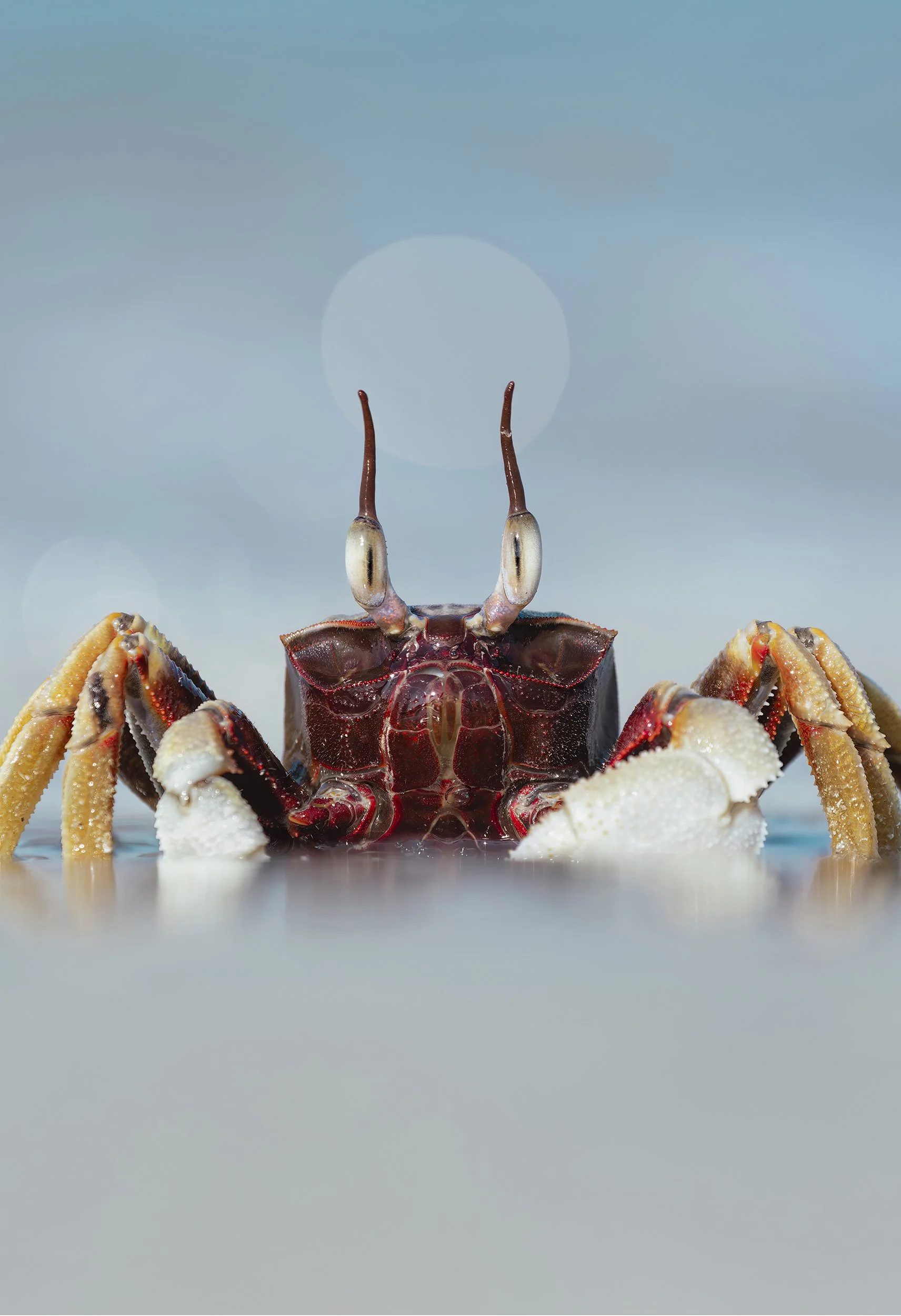 Ghost Crab on the shoreline with red body, yellow legs, and red horns on its eyes.