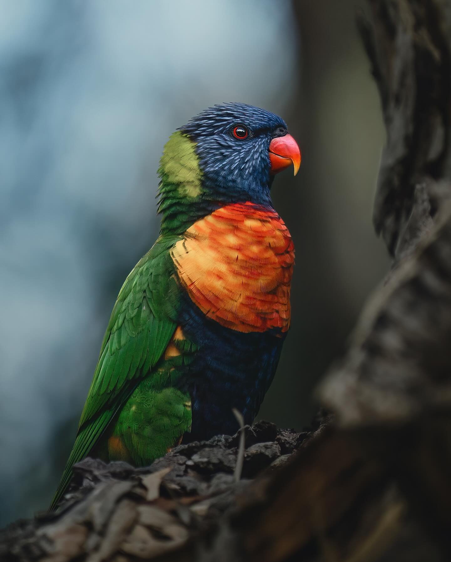 A world of colour 🌈

&mdash; Winter is fast approaching here in Australia which is the season of rainbows... What a blessing it is to be able to see so much colour in the sky, in so many different forms 🦜🌧️✨

1. Rainbow Lorikeet (very well named)
