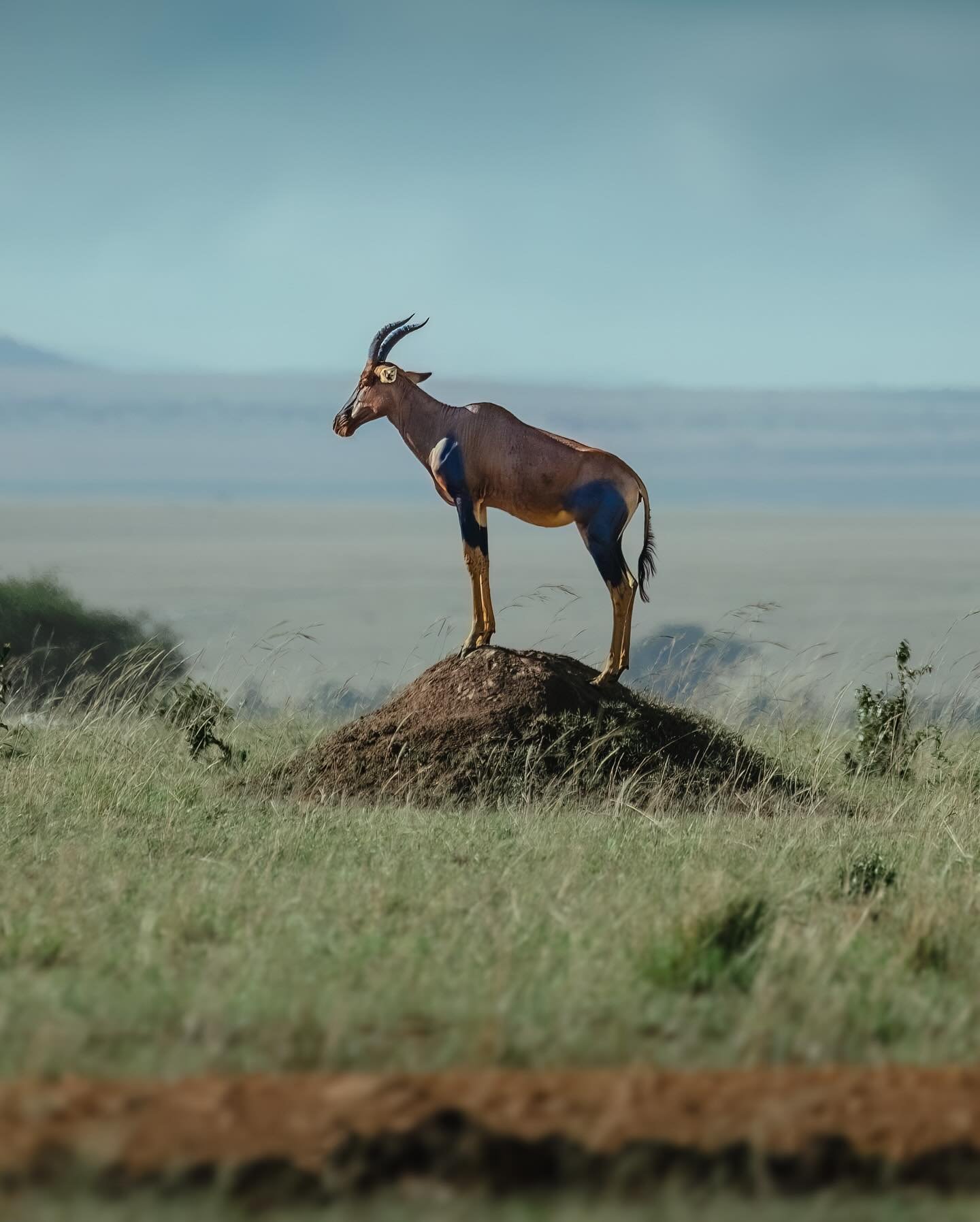a Topi overlooking its kingdom 👑

&mdash; Topis are a very speedy and incredibly social antelope species found in the savannas, floodplains and semi-deserts of sub-Saharan Africa. They are most famous for their sentry behavior; where one individual 