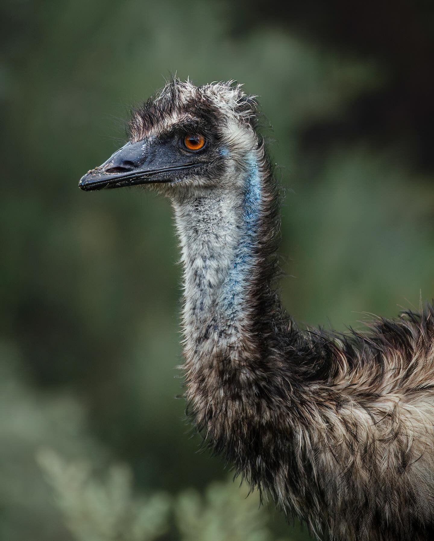 A very unique emu (swipe to compare) 🤍🪶

&mdash; On a recent trip down to Wilsons Prom, we came across a mob of 6 emus that were grazing together in an open field. This particular adult quickly caught my attention due to its strip of white feathers