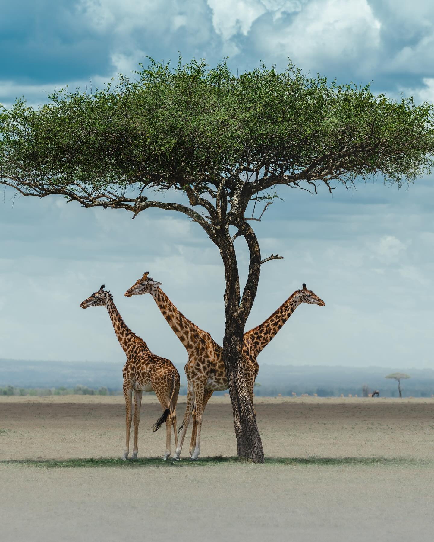 Giraffes 🤝🏼 Umbrella trees 🌳🦒

&mdash; When I first posted my image of the giraffe &amp; zebras together in the shade (swipe to see 🦓), one of the main questions I received was &quot;why is he on his own/where is the rest of his herd?!&quot; so 