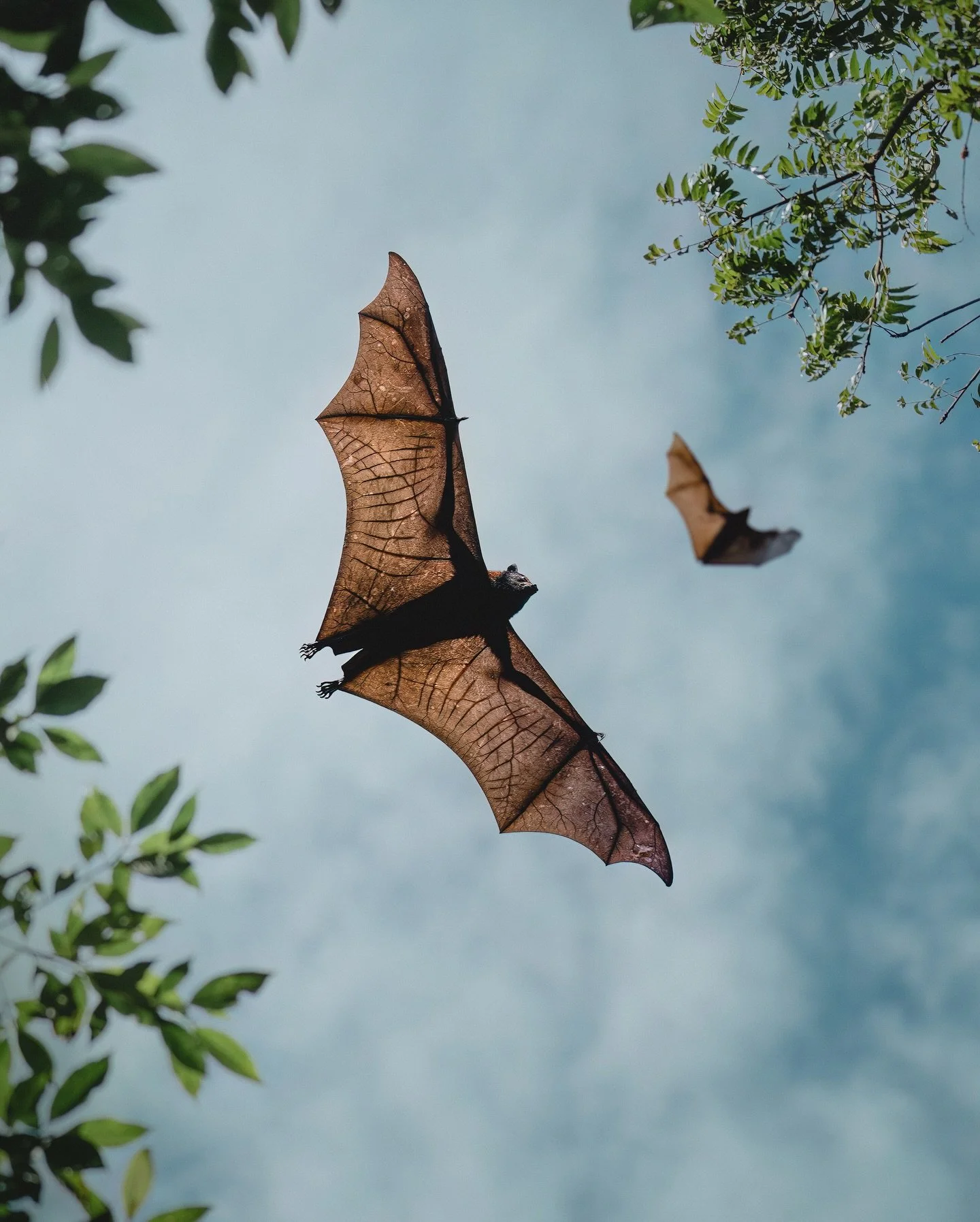 Megabats 🦇

Black, spectacled and grey-headed flying foxes photographed in various areas of Australia 🌿 Important animals in every way (and stupidly cute &mdash; like puppies of the sky 🤭)...

Let them be a gentle reminder to appreciate the beauty