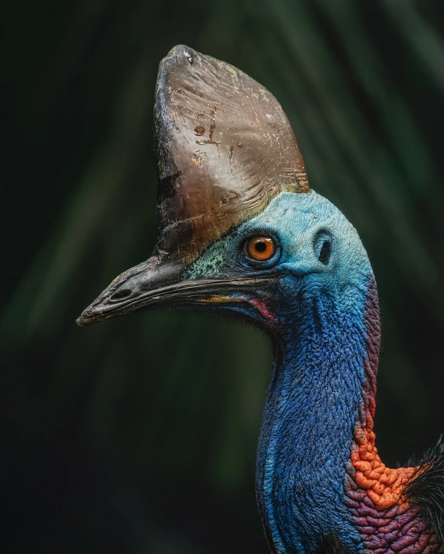 Rainbow birds, the big and the small 🦤🌈 🦜

Southern Cassowary and Rainbow Lorikeet photographed one whole year ago in FNQ!!! The fastest year of my whole life... Now I'm prepping for workshop round 2 with another bunch of wonderful humans in 10 da