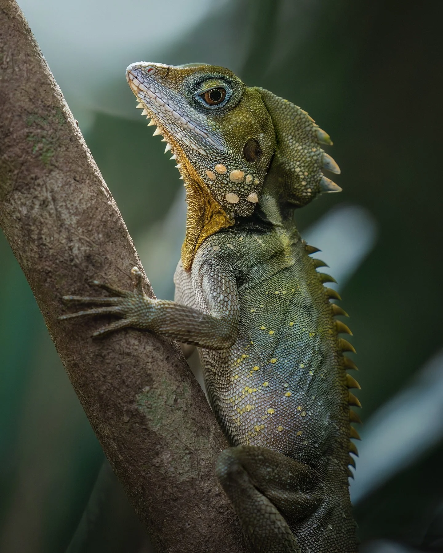 The Boyd's Forest Dragon 🐉🌿 

A funky reptile found only in the Wet Tropics of north-east Australia. Swipe for a closer look at their big huge toes 🤓

&mdash; This is the first of many images from my recent 10-day workshop adventure in Far North Q