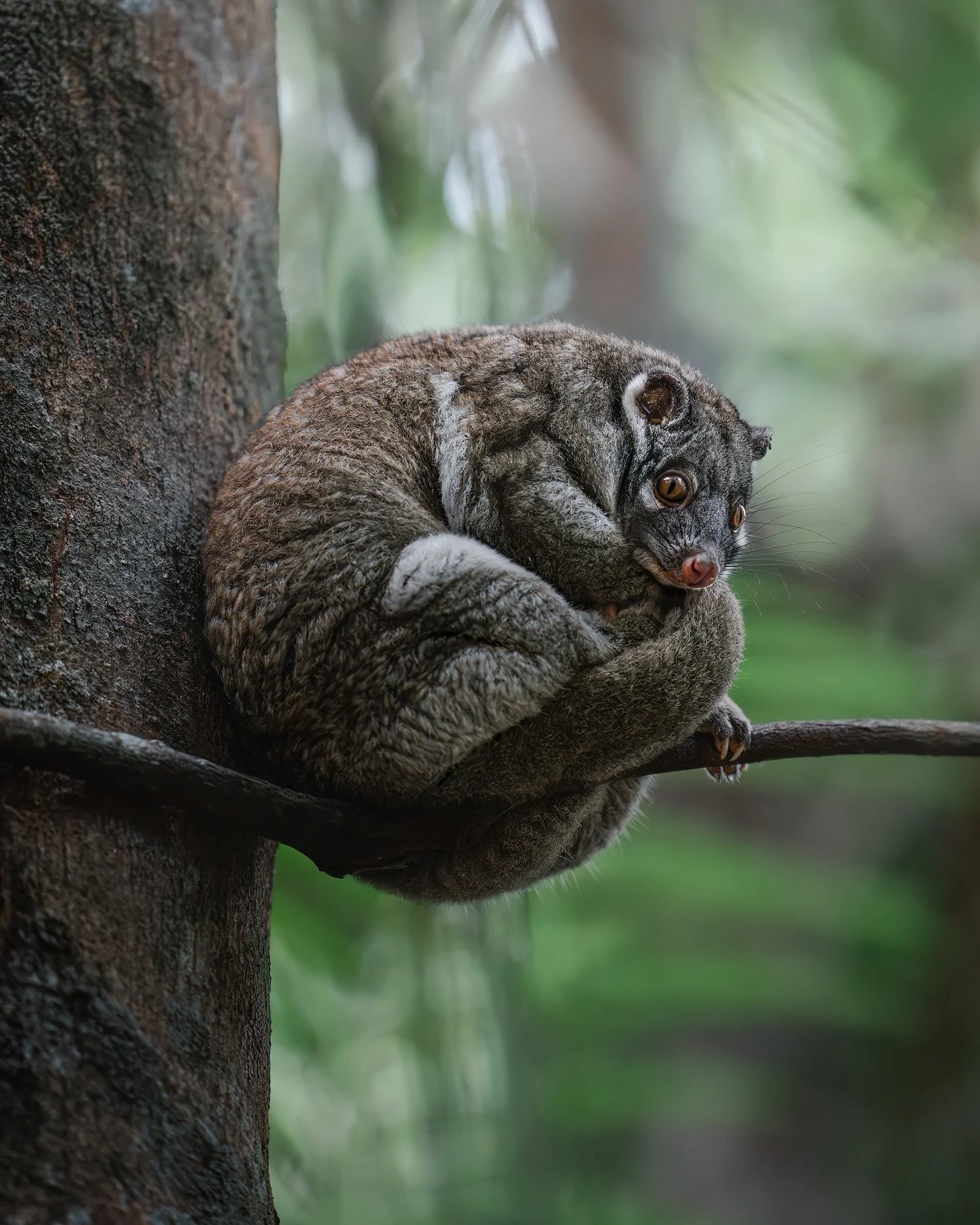 The green ringtail possum 💚🌿

'Greenies' are an endemic possum known for sleeping in perfect little balls on forest branches/vines (unlike most other species that prefer a nest or tree hollow) 🌿 They sure know how to camouflage, but it makes the s