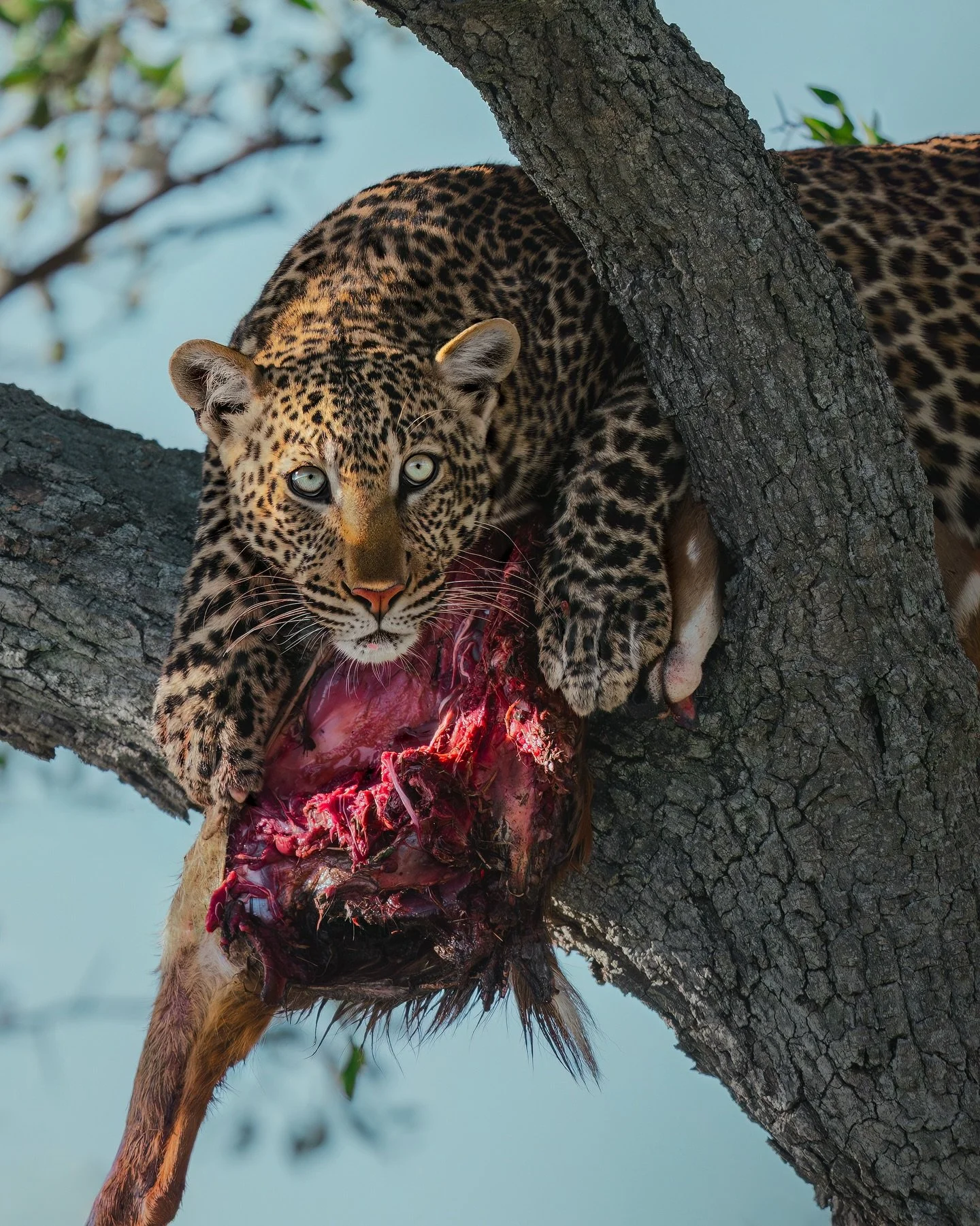 Big boy Olomunyak 🐆 

Photographed on my very first wildlife photography workshop in Kenya &mdash; an adventure I truly don't have words to describe 🥲 8 *incredible* humans (who now feel like family) travelled across the planet to experience this m