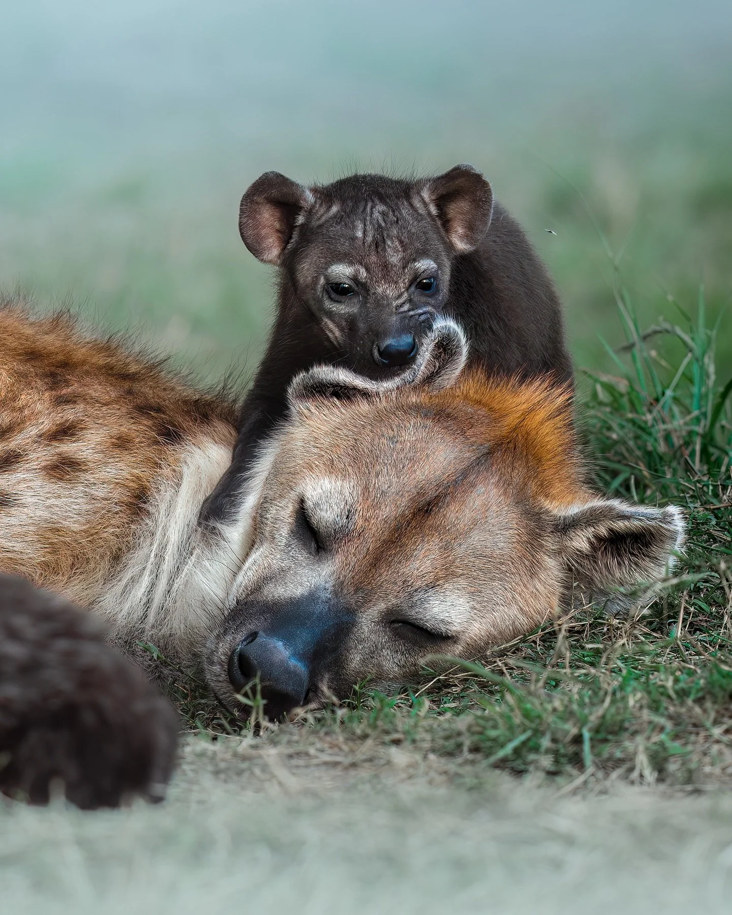 Teeny tiny hyena cubs 😭

At the end of a long &amp; *magical* full-day safari in the Mara, on our way back to camp we came across a hyena den that had little cubs inside... After a few moments, they all emerged and started to nurse, play with one an