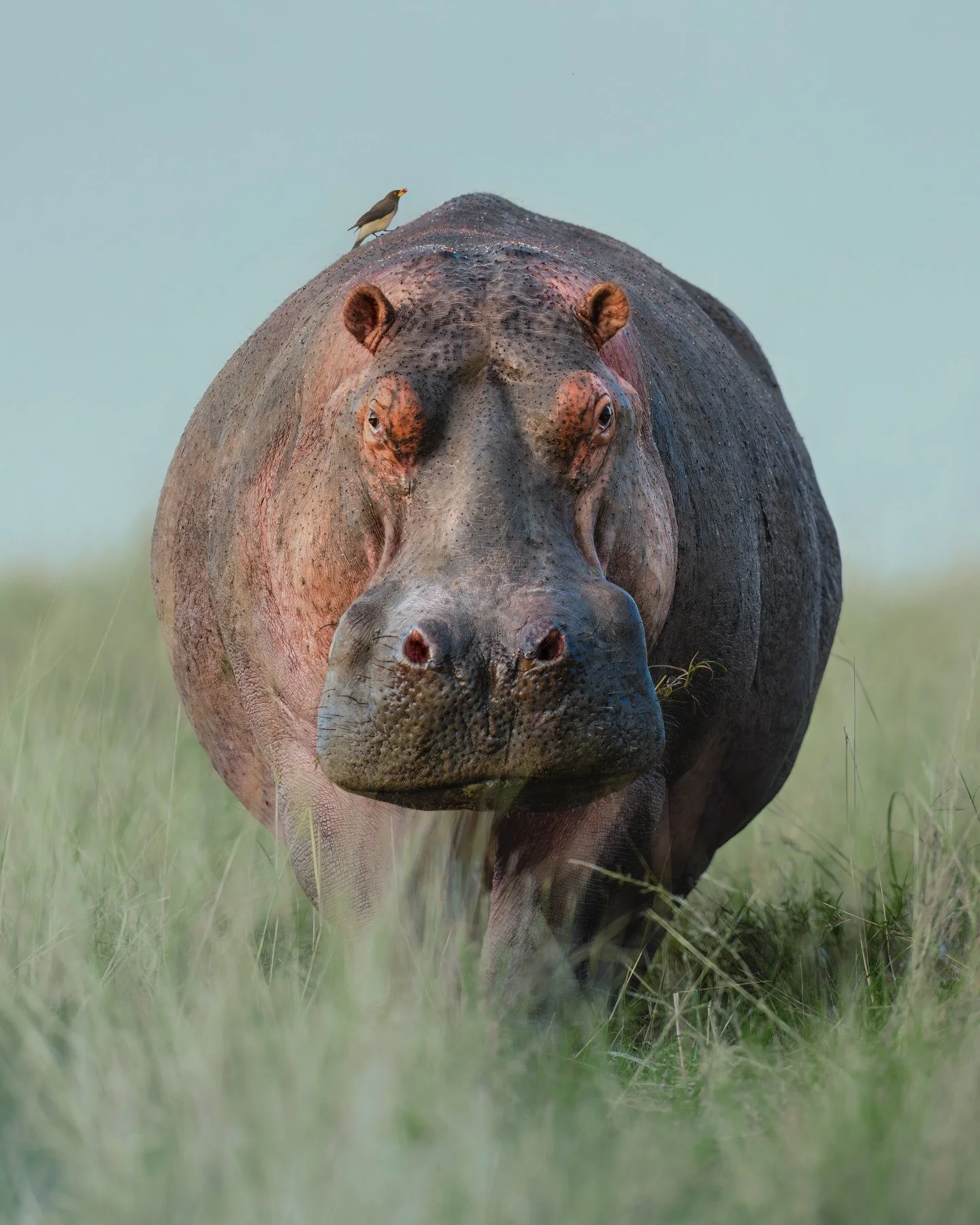 The *majestic* hippo 🦛 ✨

&mdash; Photographed in the early morning when this guy was still out grazing... Hippos are super sensitive to the sun and spend most of their time in the water to protect their skin (coming out at night to munch). Despite 