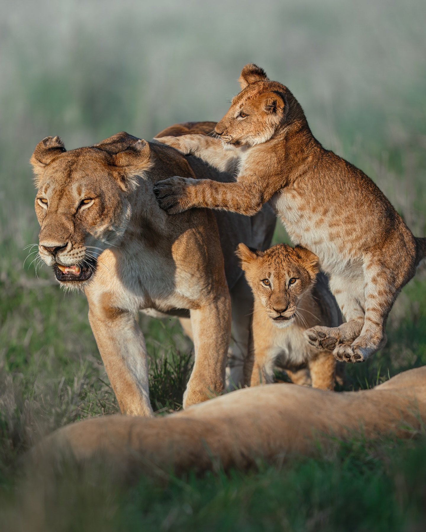 Playful cubbies 🦁

The MOST special evening, sitting amongst a pride of 18 lions (9 cubs and 9 lionesses) lazing in the shade of our car, indulging on a hippo carcass, and playing in the setting sun...

Cannot tell you how overwhelming it was to spe