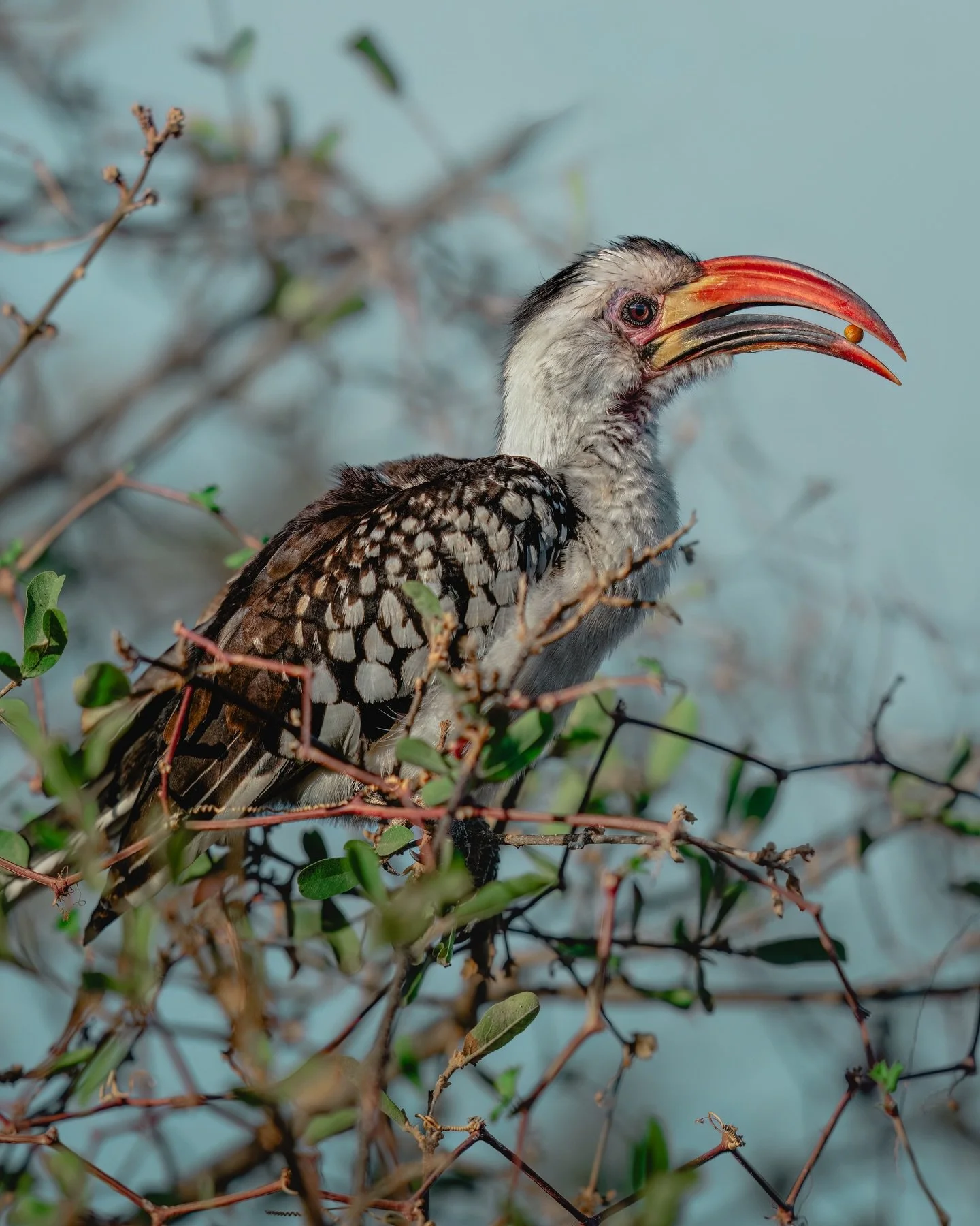 Red-billed hornbill with a seed 🌱 VS. Southern ground hornbill with a snake 🐍

Same family, but with 2 different diets 🤭 The Southern ground hornbill is the largest hornbill on Earth; carnivorous, spending most of their time on the ground in searc