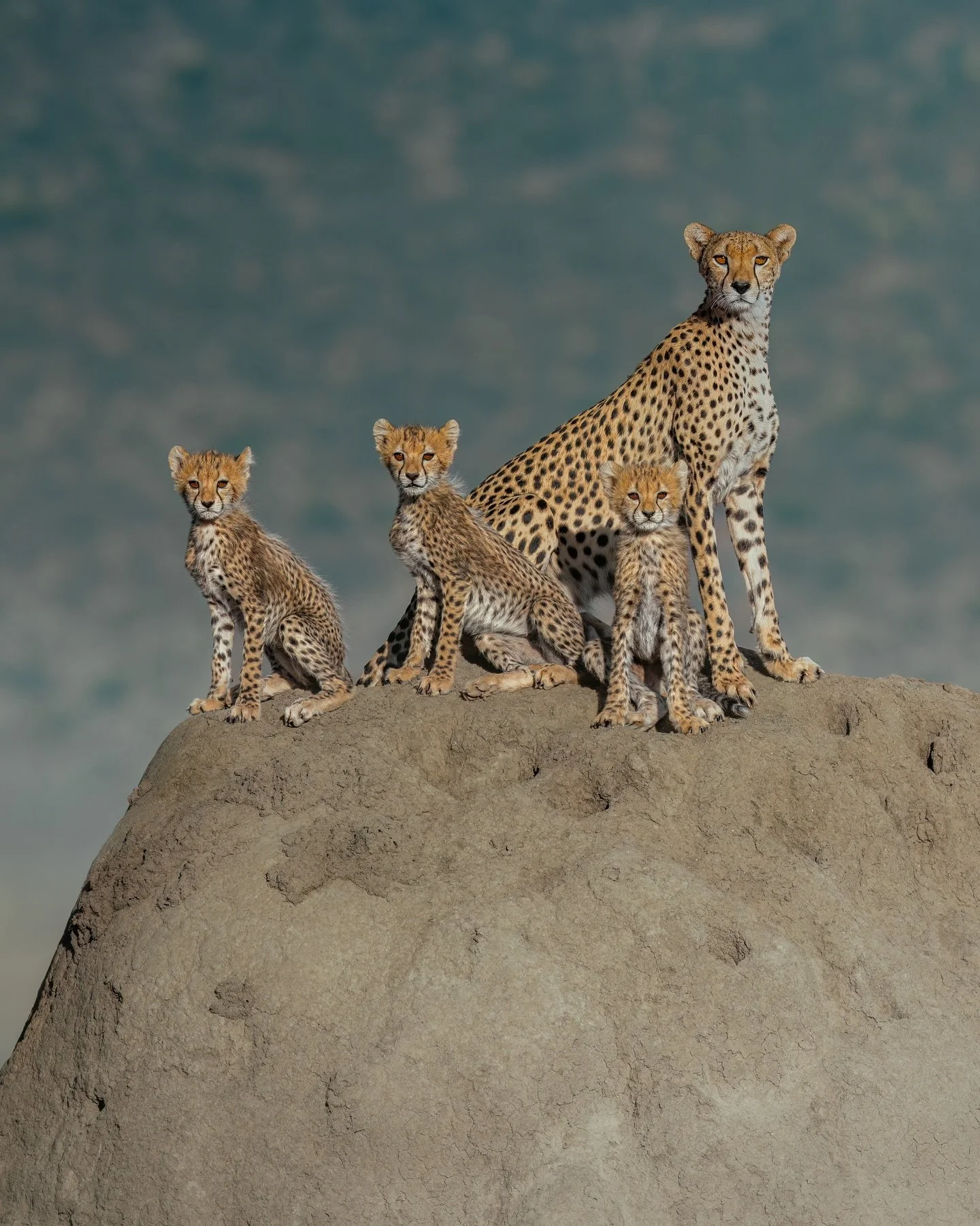 A morning we'll never forget 🥲

Watching mama cheetah climb this huge termite mound with her cubs running around the base, biting each other's tails, and then sitting up there to observe by her side... It was magic beyond belief ✨

We were so lucky 