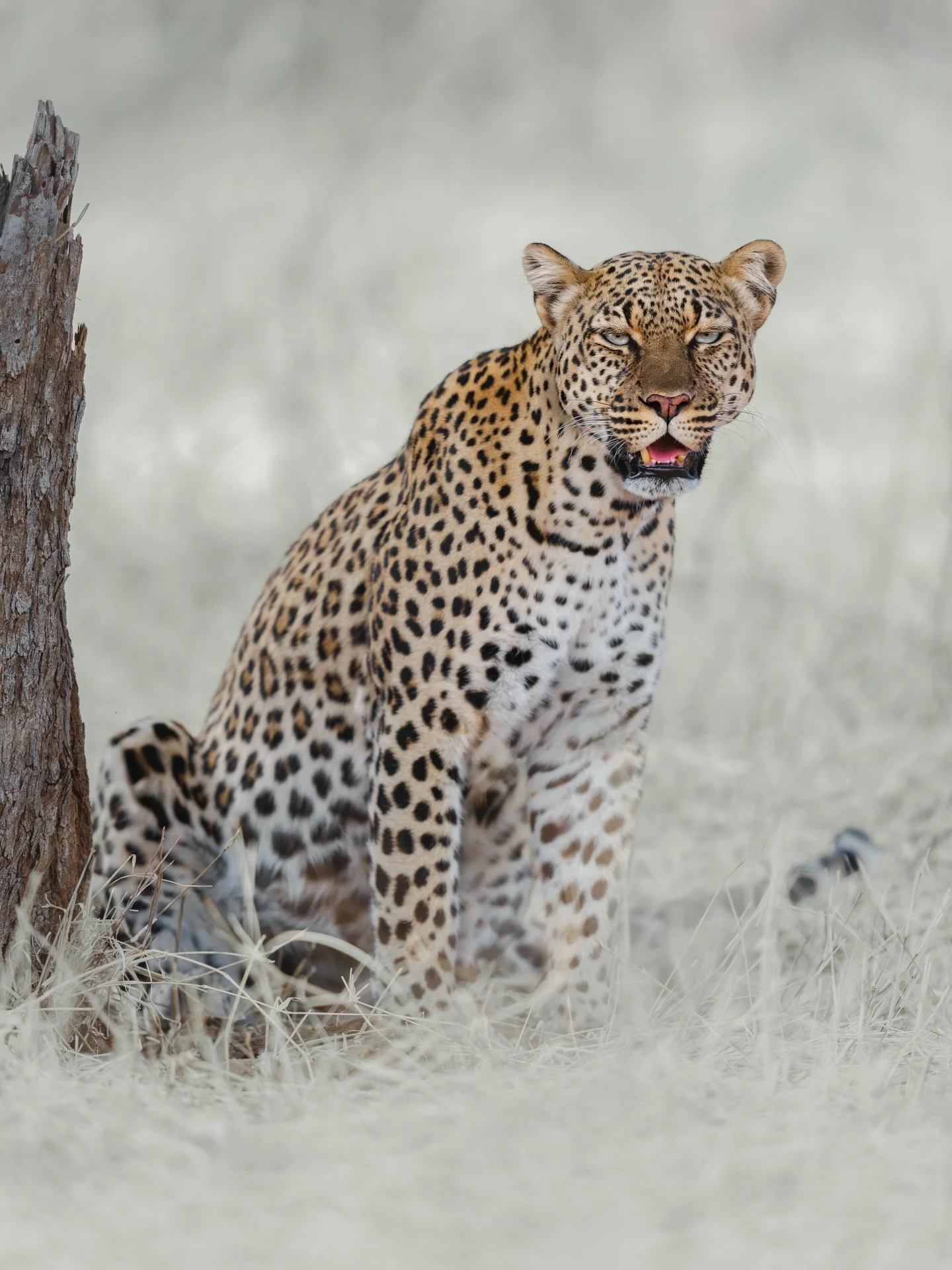 The greatest birthday gift I could ever receive // 🥹🐆🌳

I turned 30 on day 3 of teaching my first workshop in Kenya, and a year beforehand my bestie guide @sadala_hillary told me he was going to find me a leopard to celebrate... And he actually di