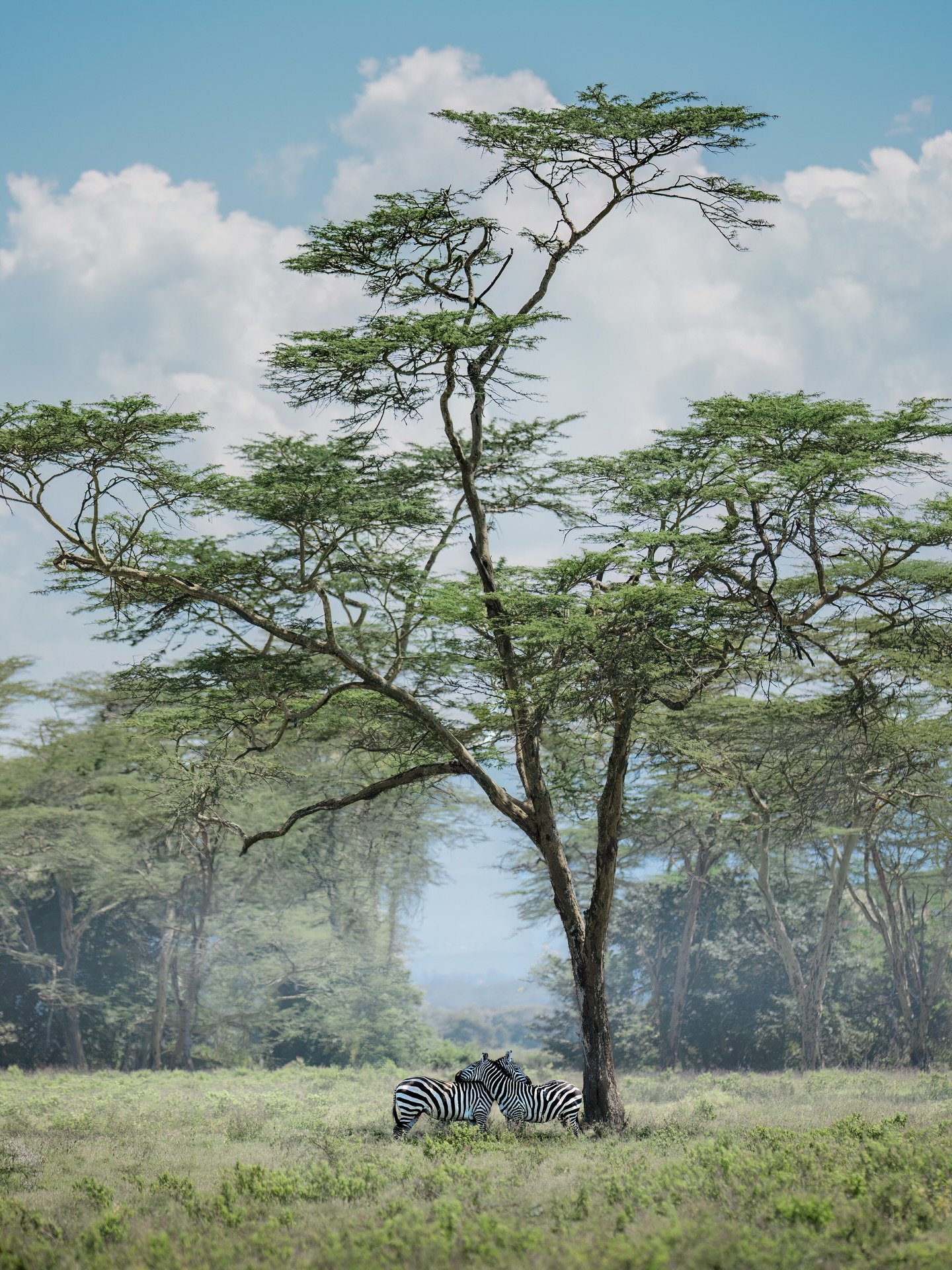Amongst the trees &mdash; flora &amp; fauna 🌳

Ever since I photographed the elephant under the acacia (pic # 6) back in 2022, creating imagery of wildlife under/in isolated trees has become a bit of an addiction... It's a scene I'm *always* scannin