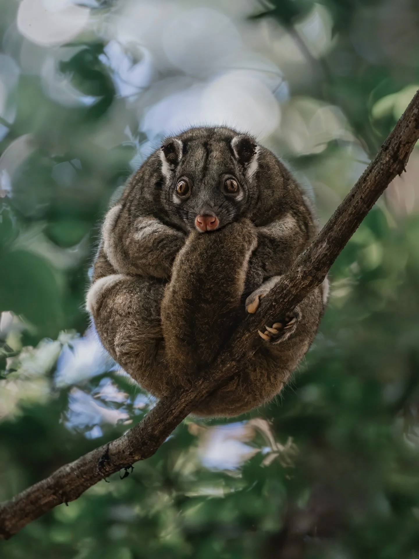 Come and join me in FNQ!!!! 😍🌿

This September (21st -30th) I'm hosting the 3rd consecutive year of my 10-day workshop in the magic of Far North Queensland ✨ I adore this workshop with my whole heart and I cannot wait for you to join me in one of m