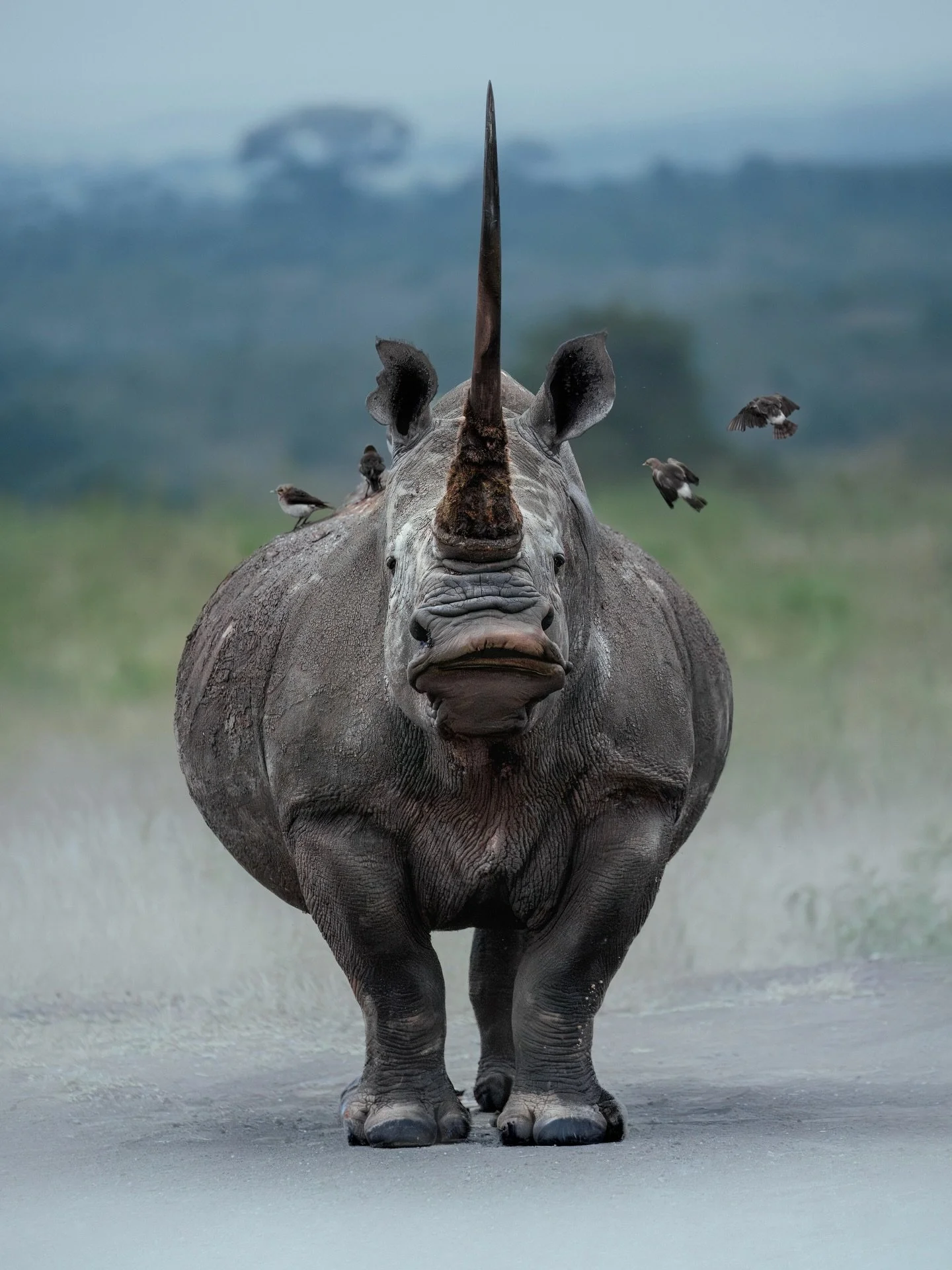 Spot the little creatures... 🐝👀🦋

One of my favourite ways to add extra interest to a wildlife portrait is to scan for any other tiny beings that might be sharing the scene (often birds or insects) &mdash; they're far more common than you might th