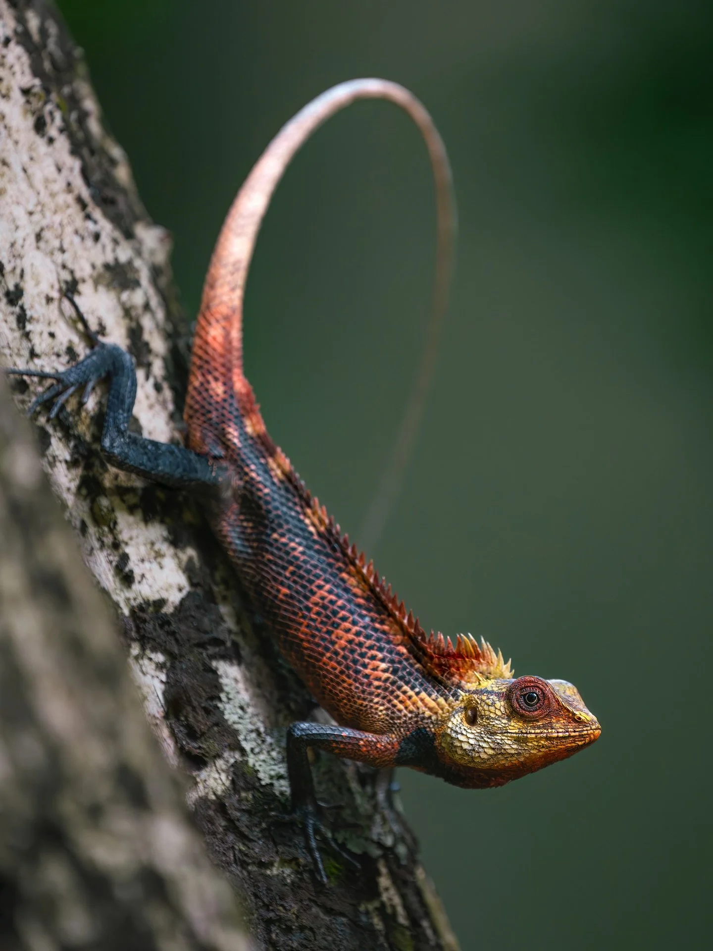 3 of the COOLEST lizards 🦎

Photographing reptiles has quickly become a favourite for me... I'm deeply obsessed with the texture of their skin, the incredible variation of colour, and the patience it requires to get a portrait before they run away ?