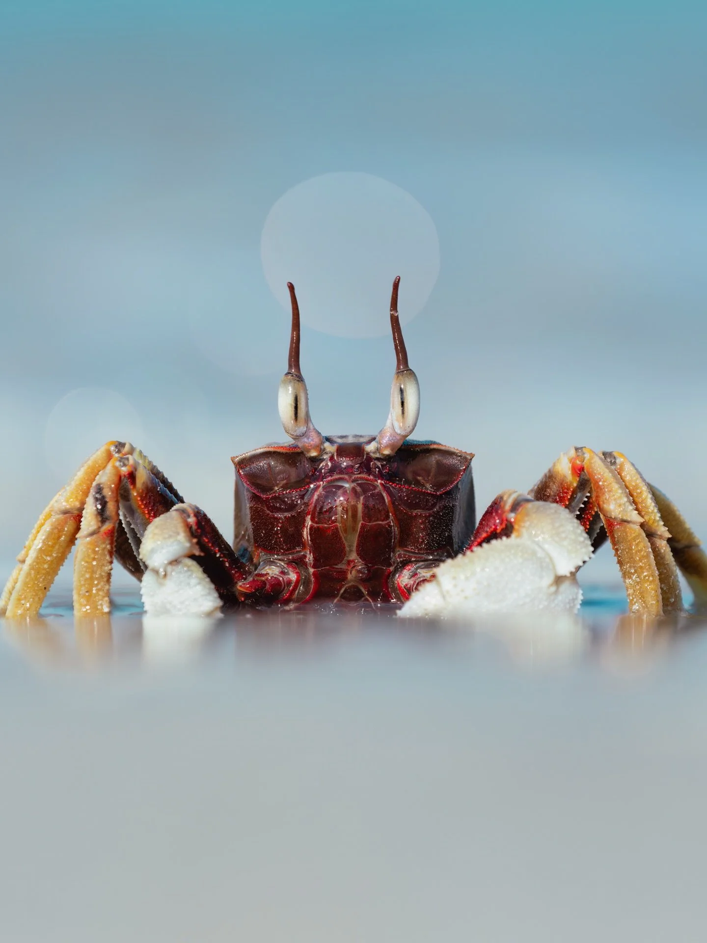 Meet the Horn-eyed Ghost Crab (being wiped out by a wave) 🦀👻🌊

&mdash; I've tried to photograph this species a few times now during my travels through the Indo-Pacific, but with little to no success... So when I came across this CHILL guy at a tim