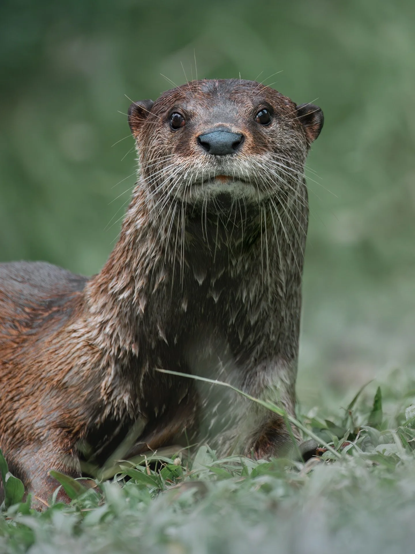 Urban otters 🥹🦦

Otters are an animal that I've loved from afar for most of my life... I'm *obsessed* with their unique behaviors, CUTE sounds and funky quirks, so I made a detour to Singapore to try and find some 🤓

I searched for 2 days (walking