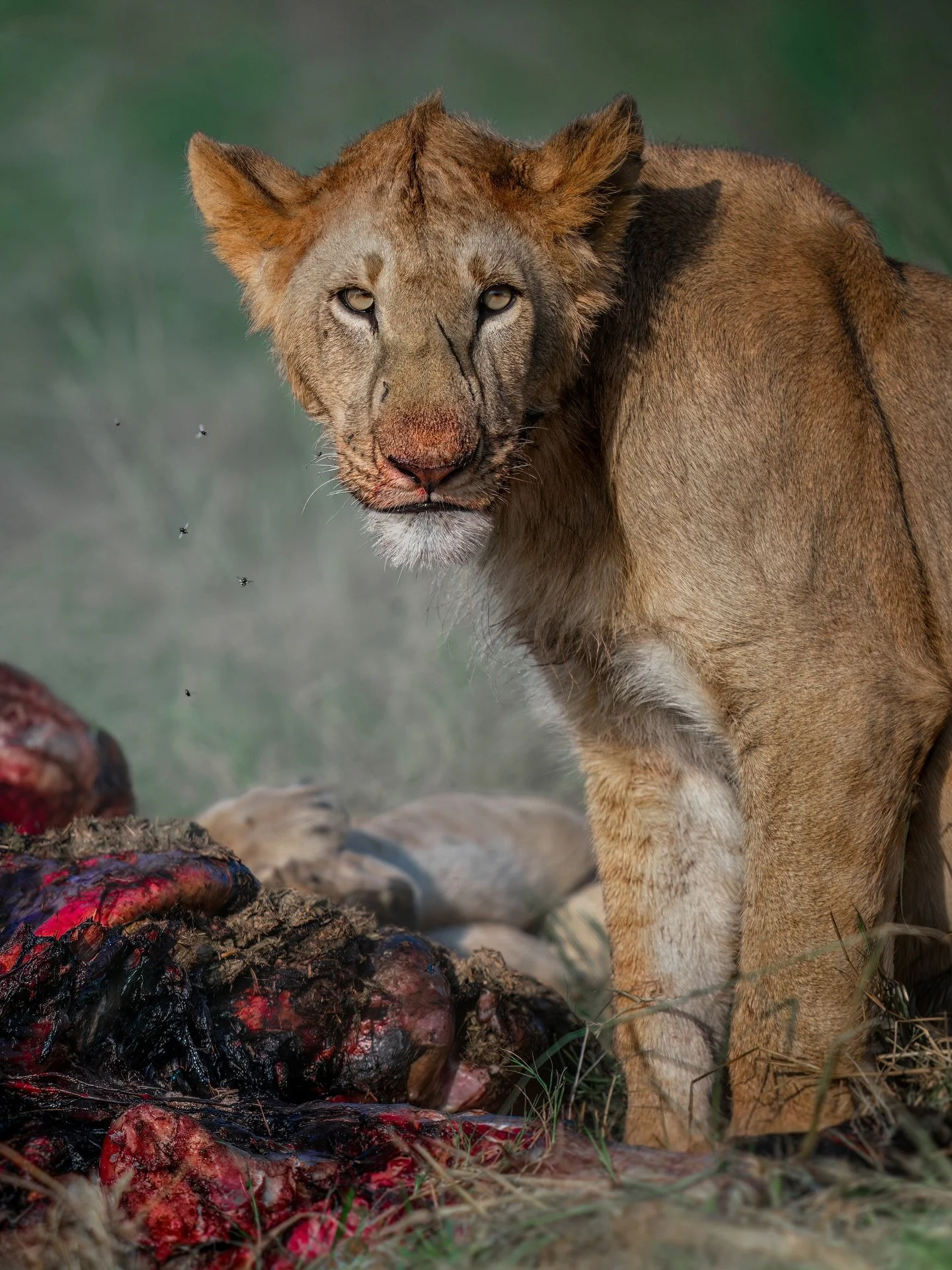 Lions of the Maasai Mara 🦁

Photographed throughout my many visits to this magical part of the world. Forever one of my favorite species to photograph (I hope you can see why) ✨

// 2 spots have come available for my Kenya Wildlife Photography Works