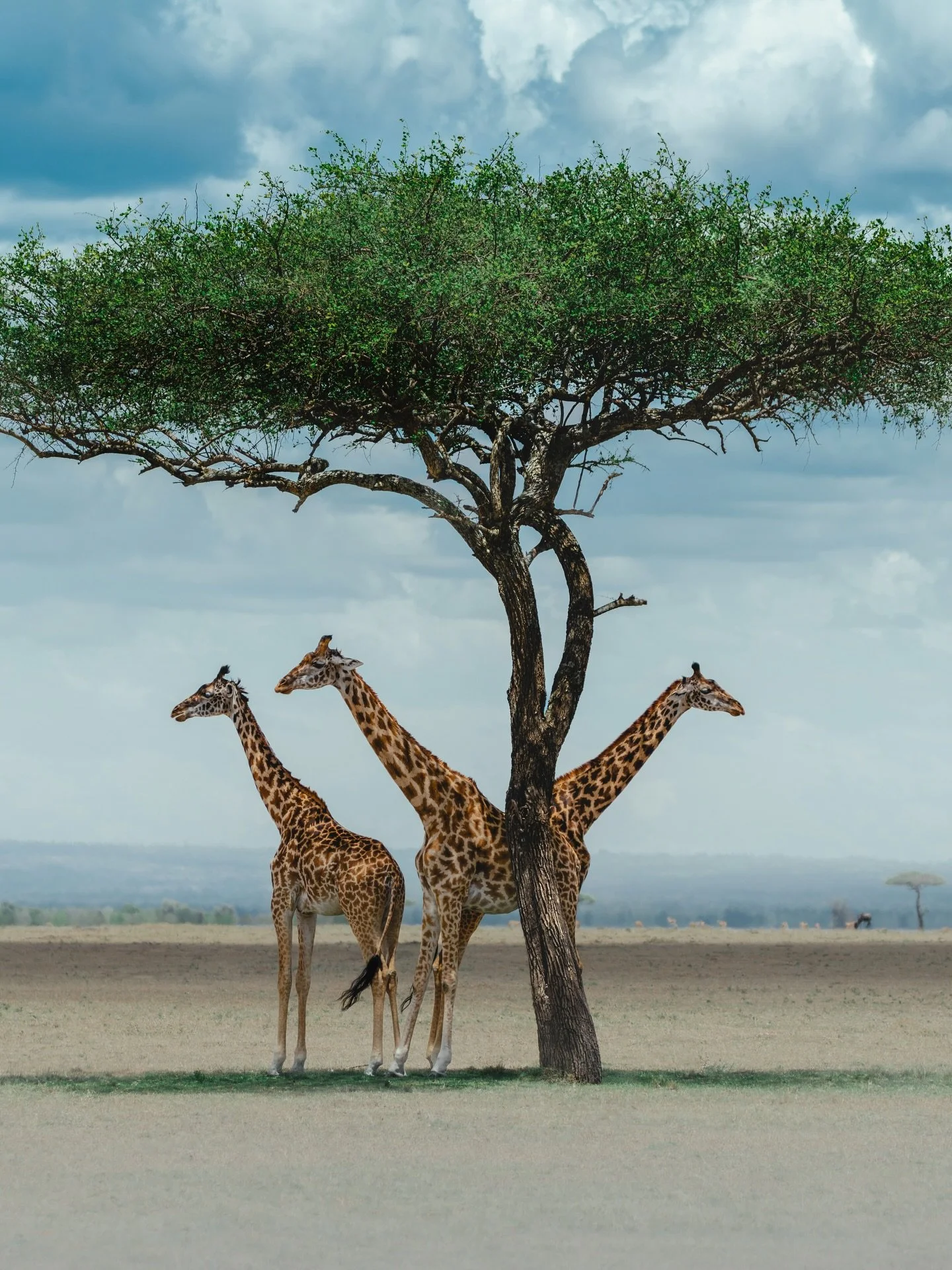 The BIGGEST fan of these huge gentle giants 🦒 

Whilst their towering height and awkward body composition can make giraffes a challenge to photograph, it's these characteristics that make them a personal favourite for me 🥹 They have such quirky fac