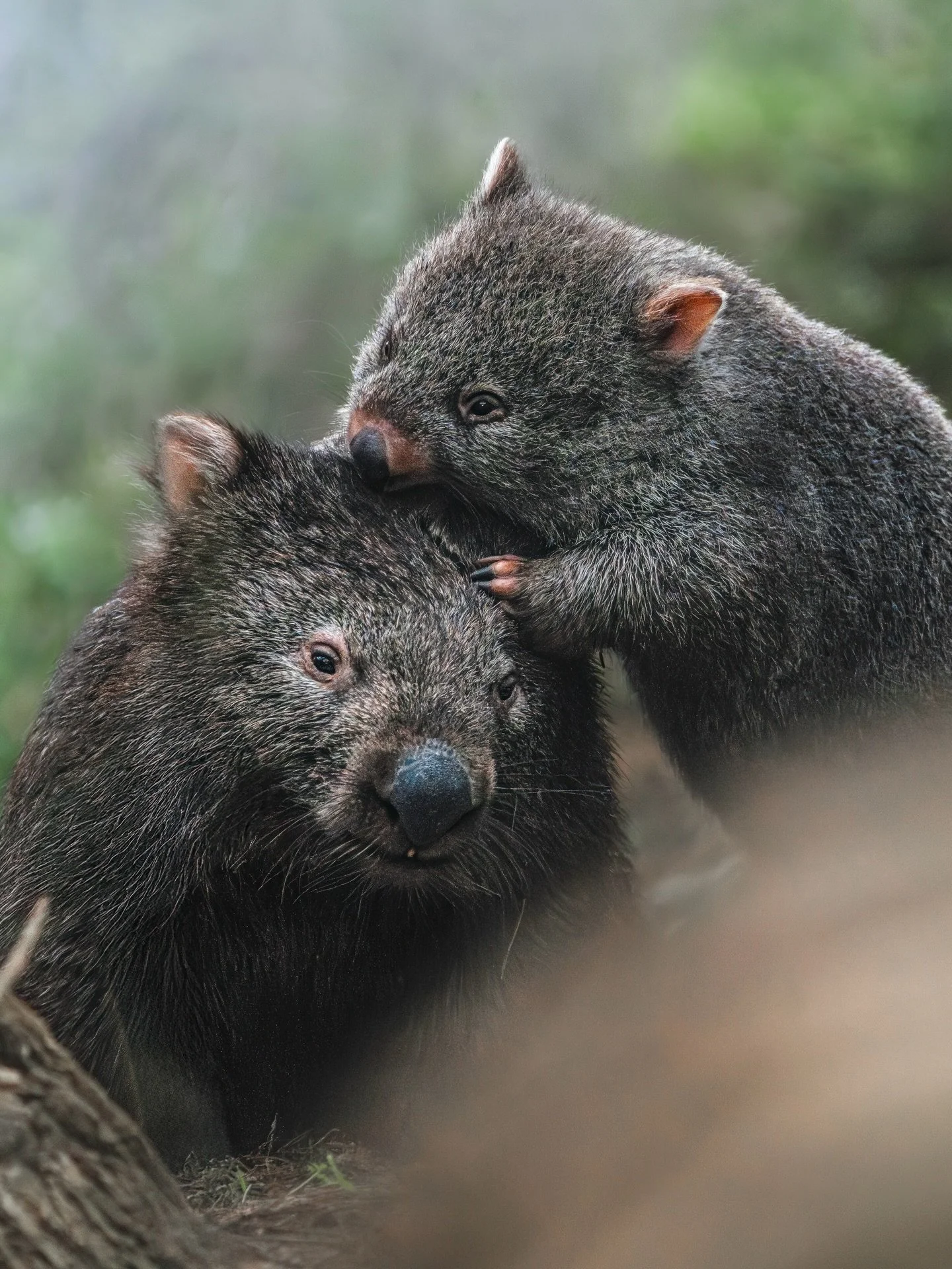 Mother's Day the wild way &mdash; a collection of images of mamas and their young 🌿

Observing the protective and nurturing nature of mothers across so many different species is *unbelievably* special... A love that unites them all ✨ Already looking
