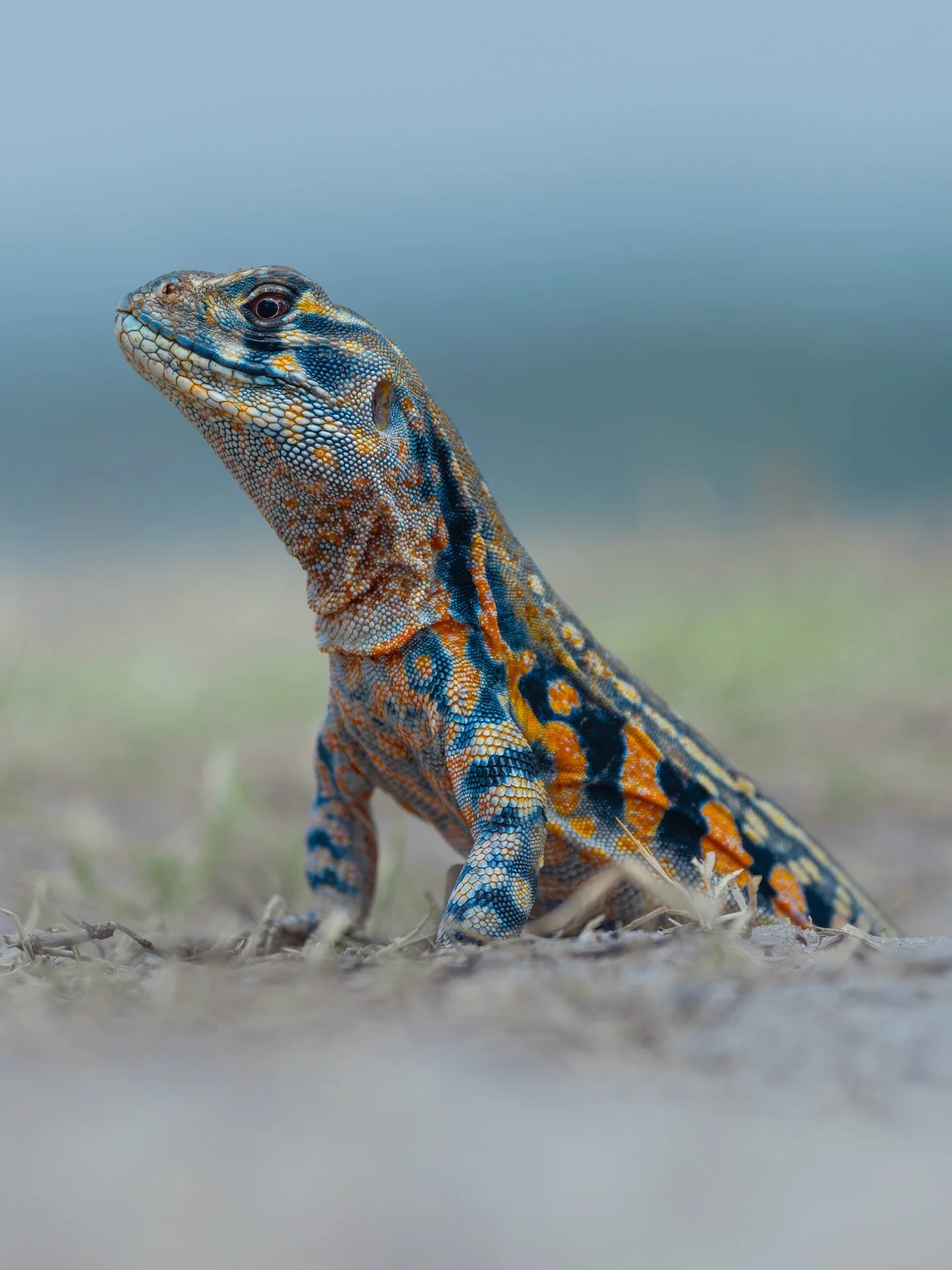 The butterfly agama 🦋🦖

A lizard species native to coastal areas in Southeast Asia! If like me, you have never heard of this species before, these little dinosaurs are expert diggers that live in complex (sometimes communal) burrowing systems in sa