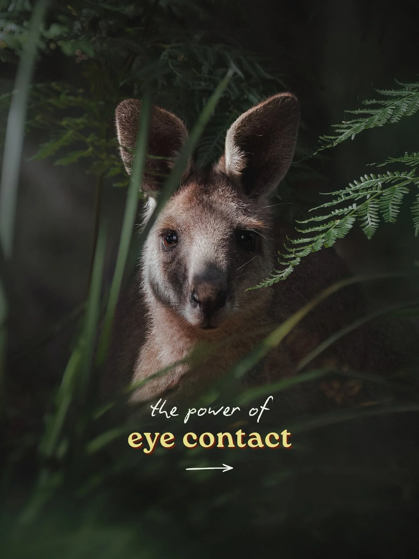 Eye to eye with the wild 👁️

We know that eye contact is powerful between humans, but it feels otherworldly when it happens with wildlife. To me, it's what turns an observation into a connection; the main thing I strive for in all of my imagery 🌿

