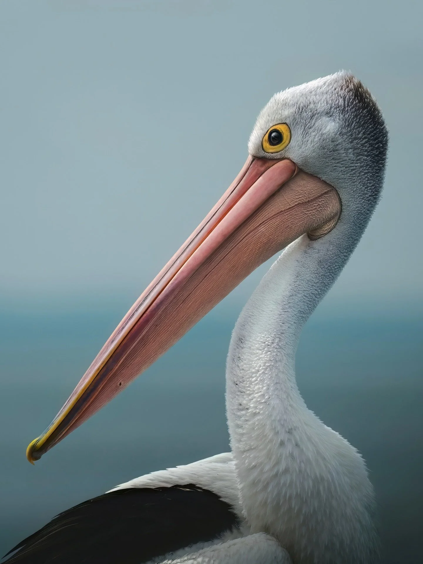 Rainbow bill and glassy eyes 🌀🩷

Australian Pelicans have the longest bill out of all bird species &mdash; 50cm in length with a pouch that can hold up to 13 litres of water... A highly effective inbuilt fishing net 🎣

Photographed almost 3 years 