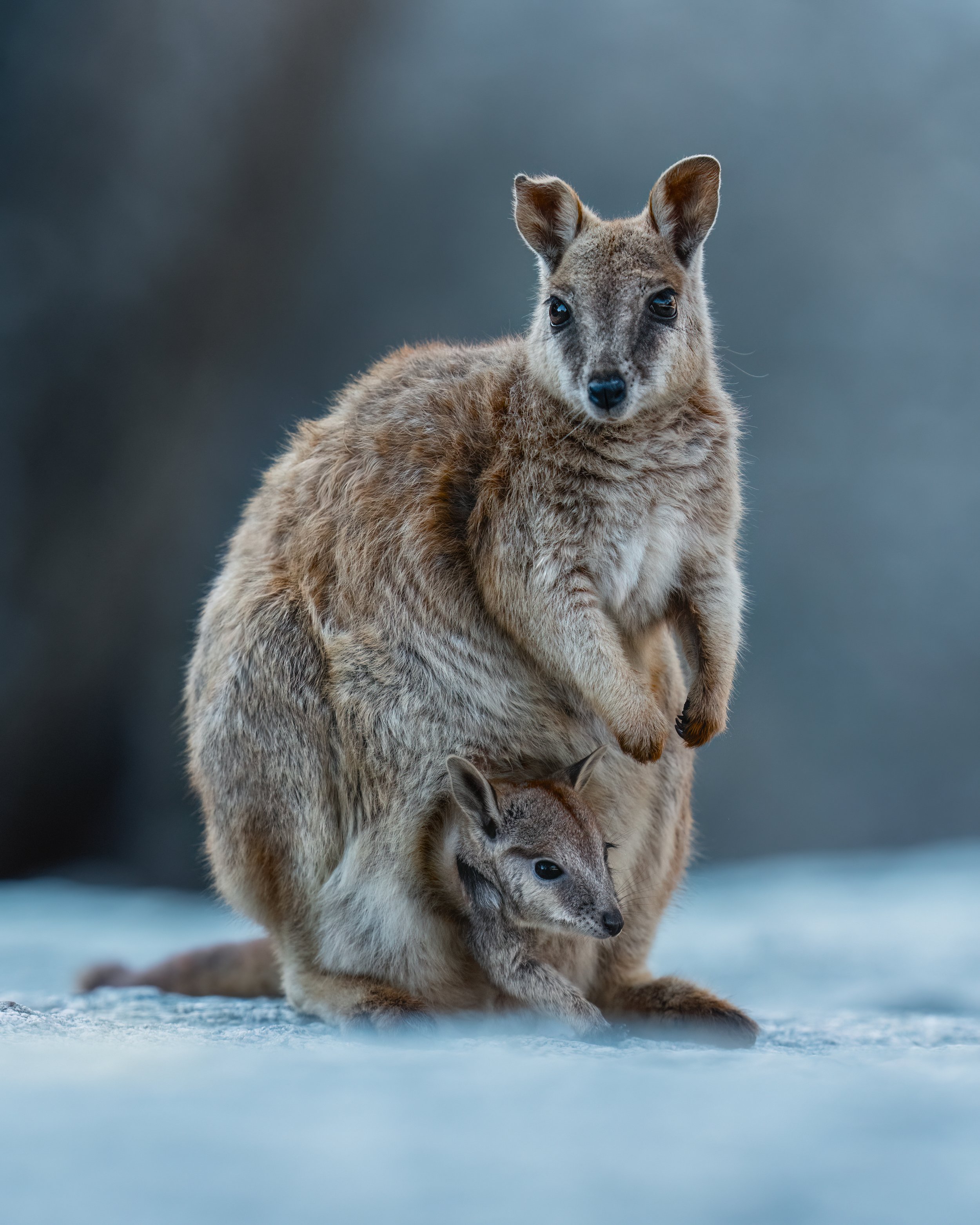 Mareeba_Rock_Wallabies_28.08.25_KateNewman_Australian_Wildlife_Photographer_00466.JPG