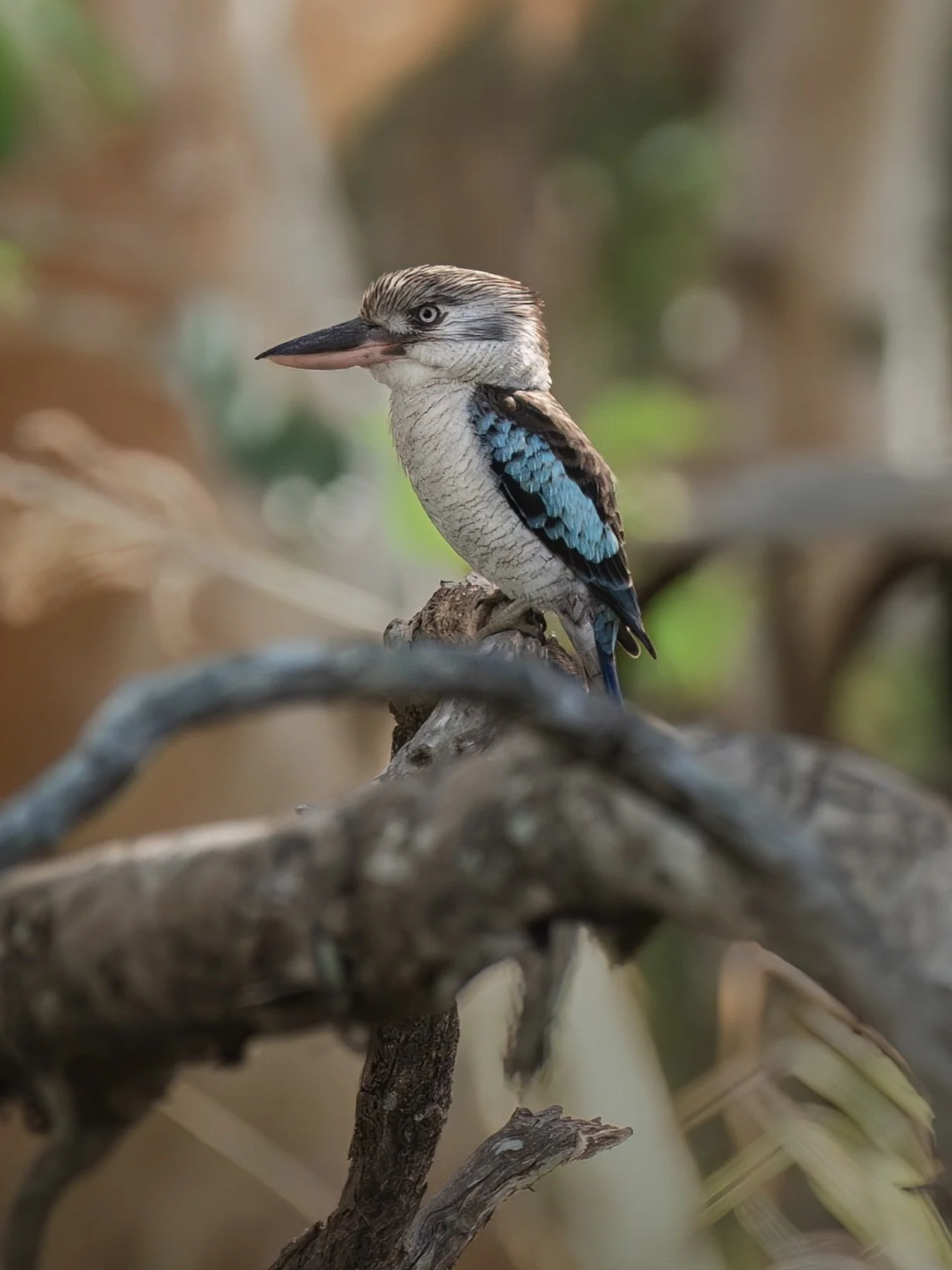 BlueWinged_Kookaburra_Mareeba_14.08.24_KateNewman_Wildlife_Photography_00022-Enhanced-NR-Edit-Edit.jpg