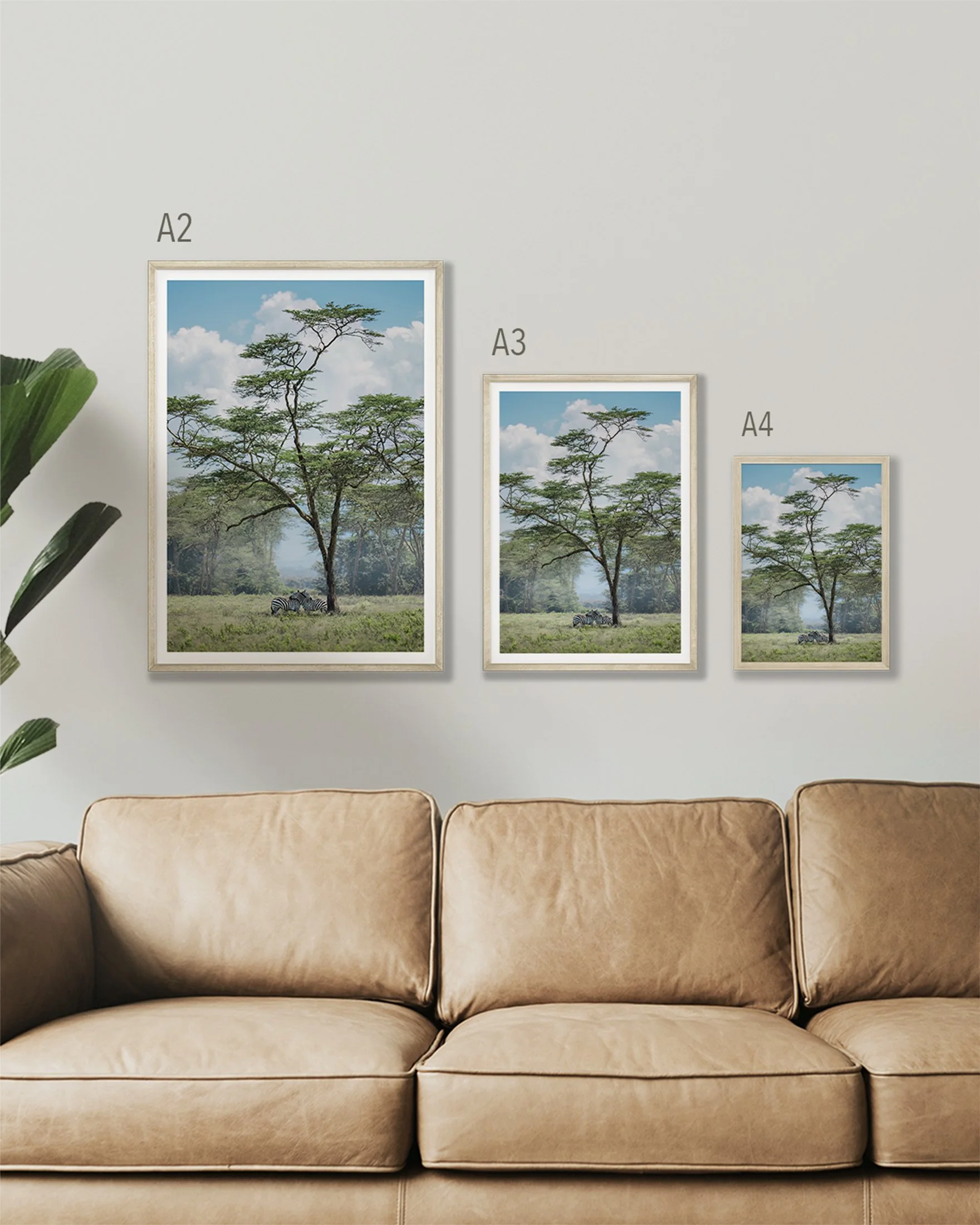 Print of 2 zebras grooming under a huge tree. 3 print sizes are on a display wall in A4, A3 and A2.