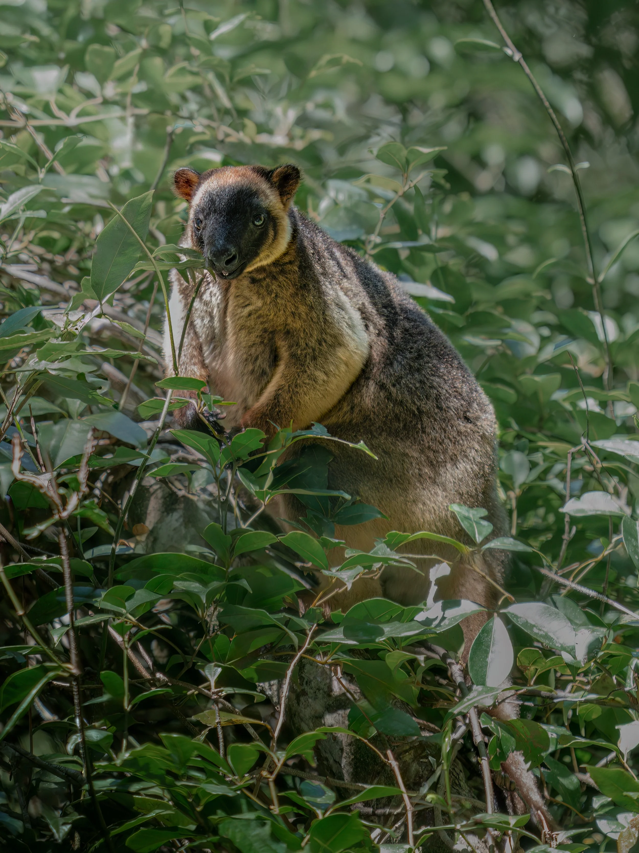 Lumholtz_TreeKangaroo_Hypipamee_29.08.25_KateNewman_Australian_Wildlife_Photographer_00003-Edit-2-Edit.JPG
