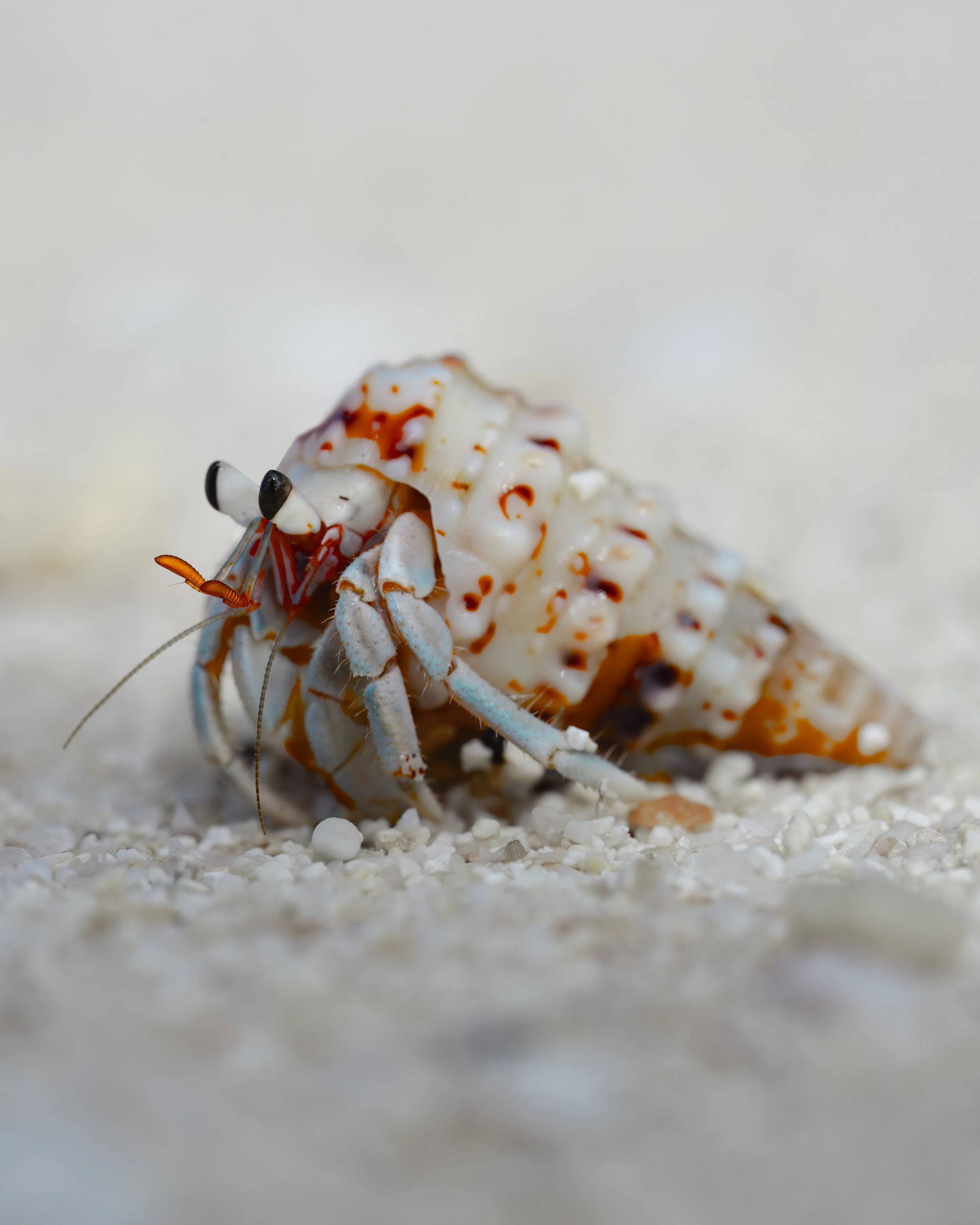 Hermit Crab ⏤ Rarotonga, Cook Islands