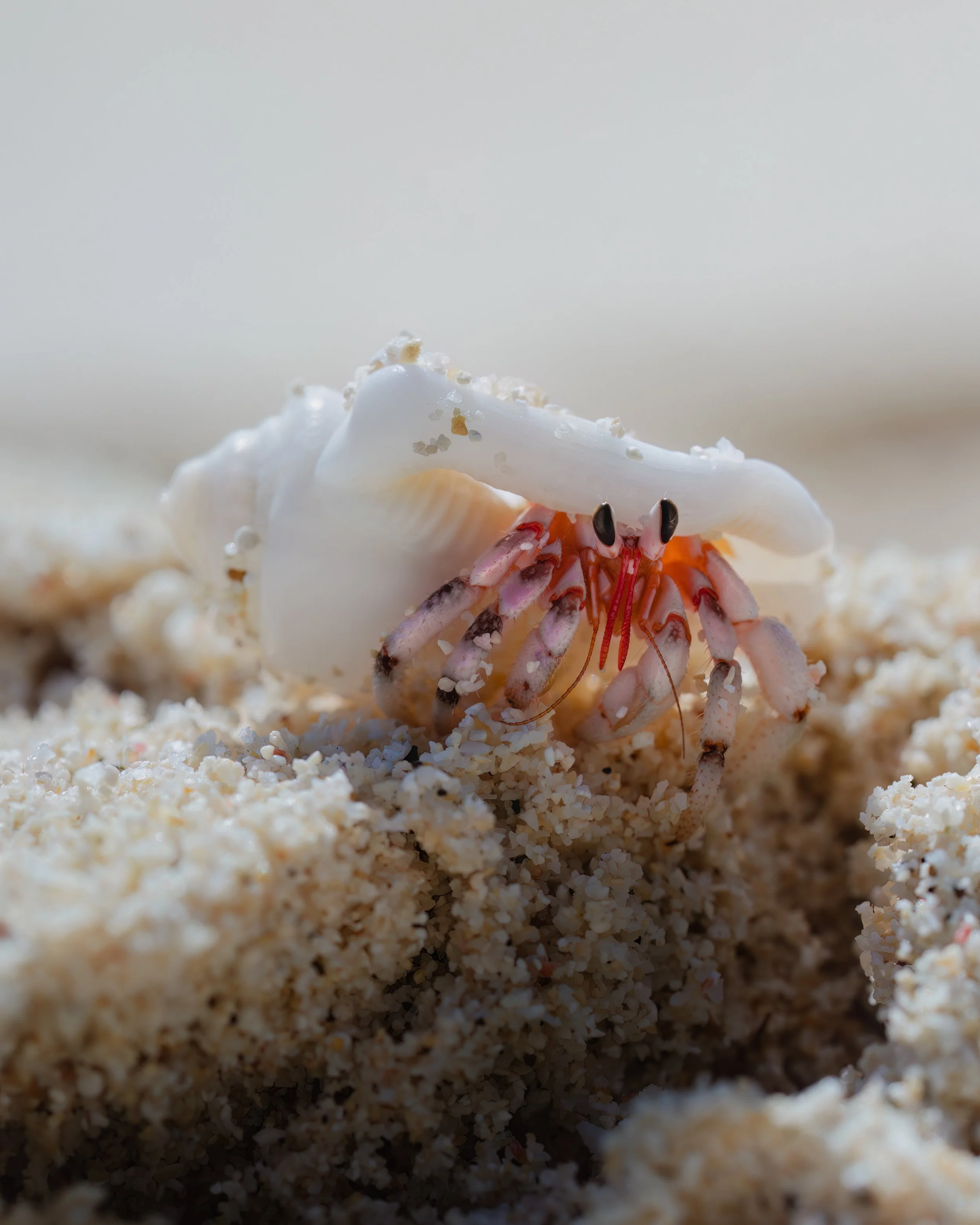 Hermit Crab ⏤ Rarotonga, Cook Islands