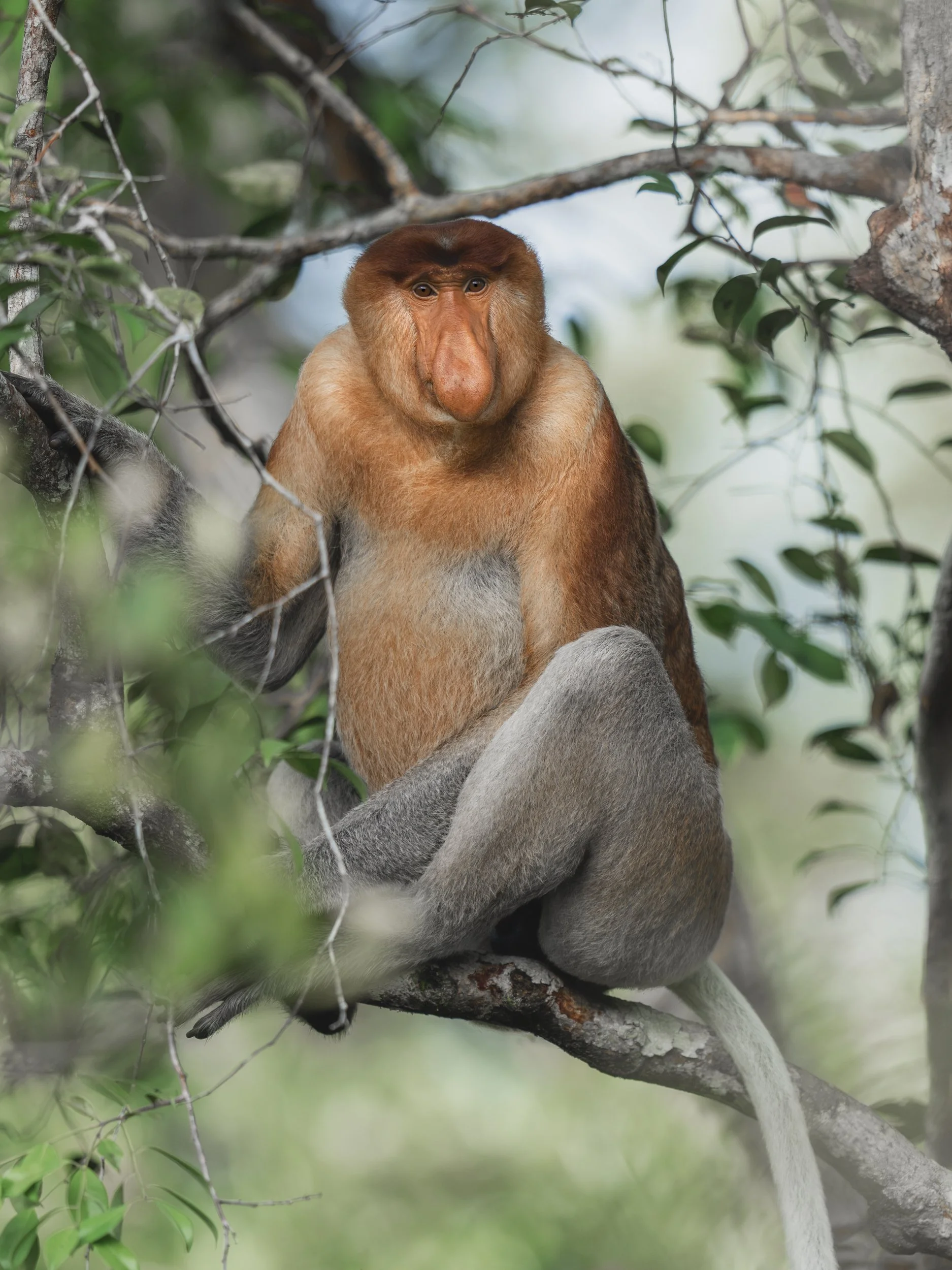 ProboscisMonkey_TanjungPuting_01.07.26_KateNewman_Australian_Wildlife_Photographer_00014-Edit.jpg