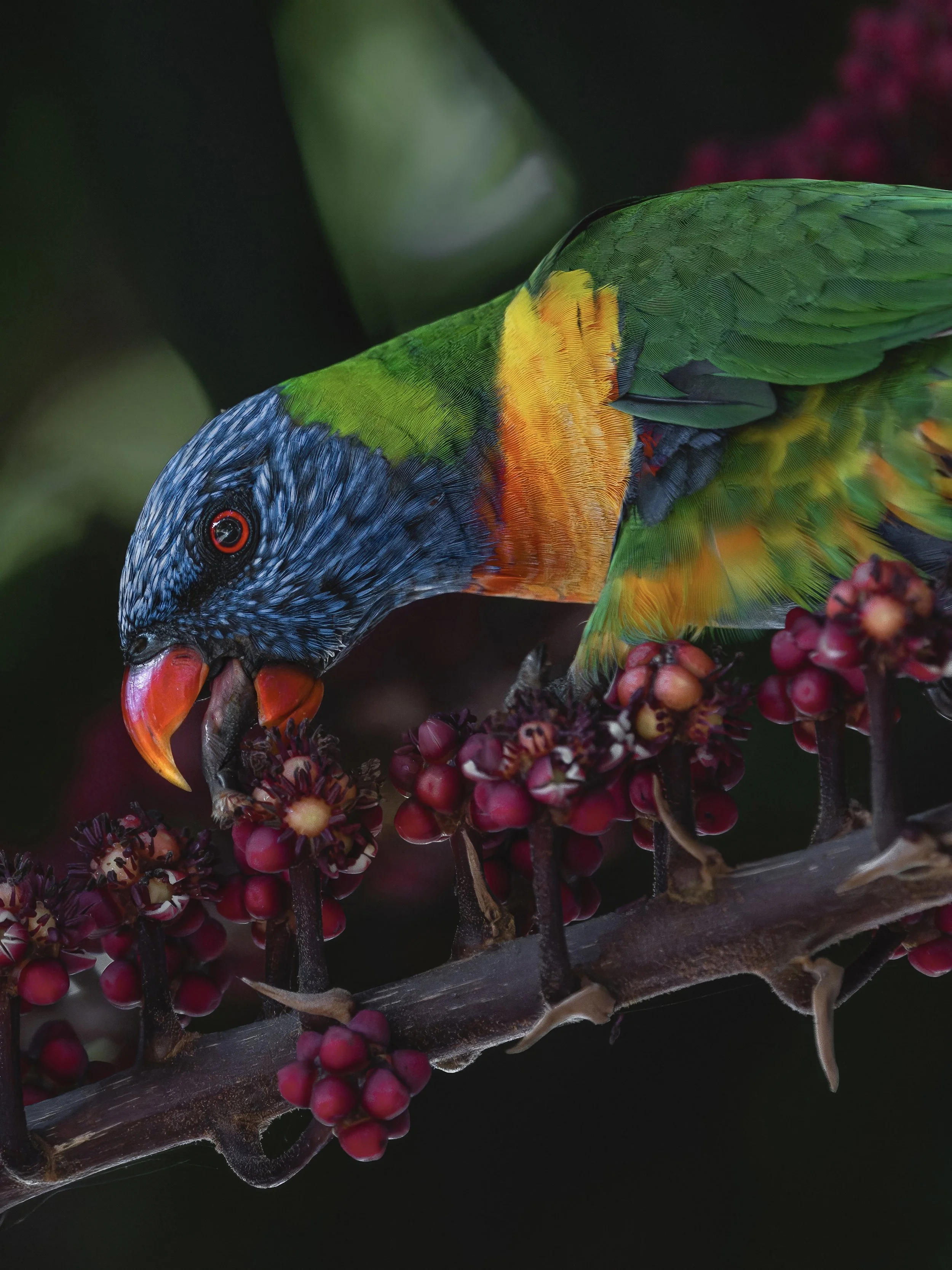 RainbowLorikeet_Atherton_19.08.24_KateNewman_Wildlife_Photography_Workshop_00126.jpg