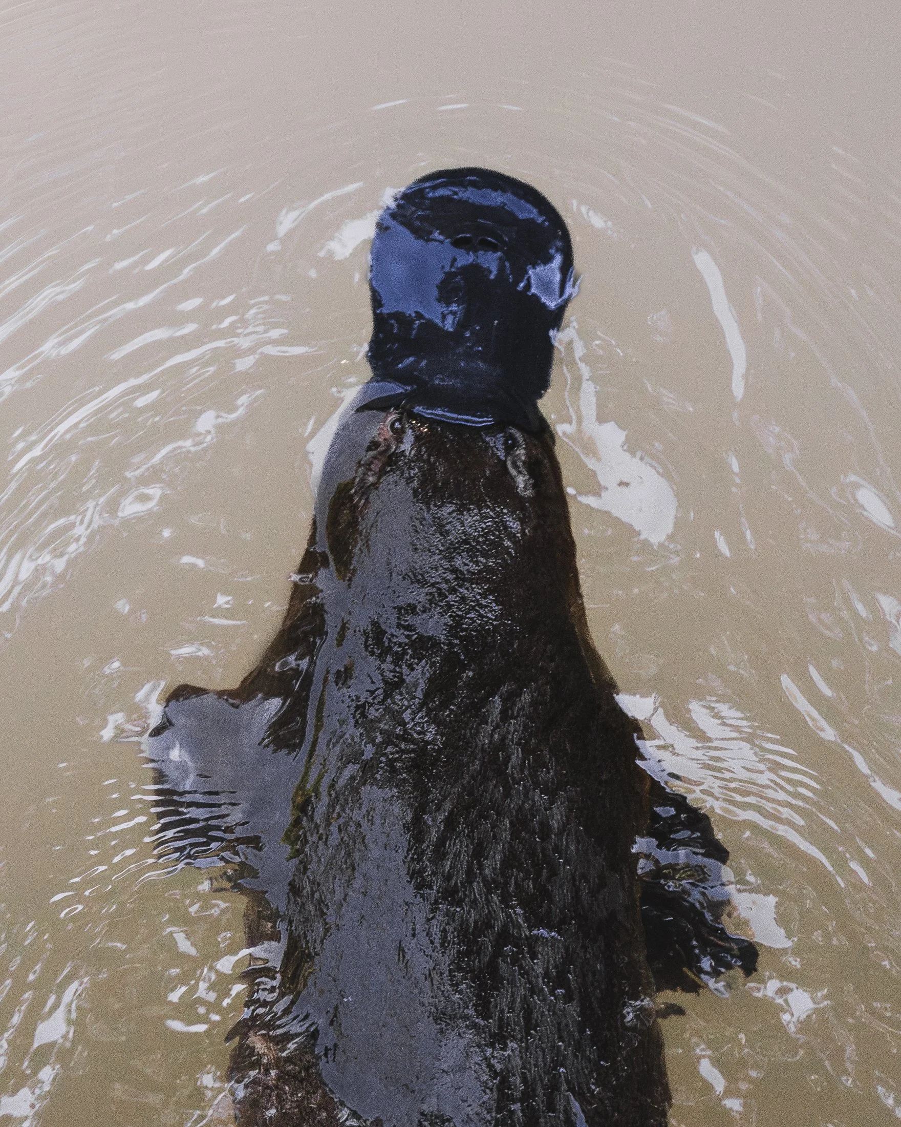 Platypus_Yungaburra_17.08.24_KateNewman_Wildlife_Photography_Workshop_00168-Enhanced-NR.jpg