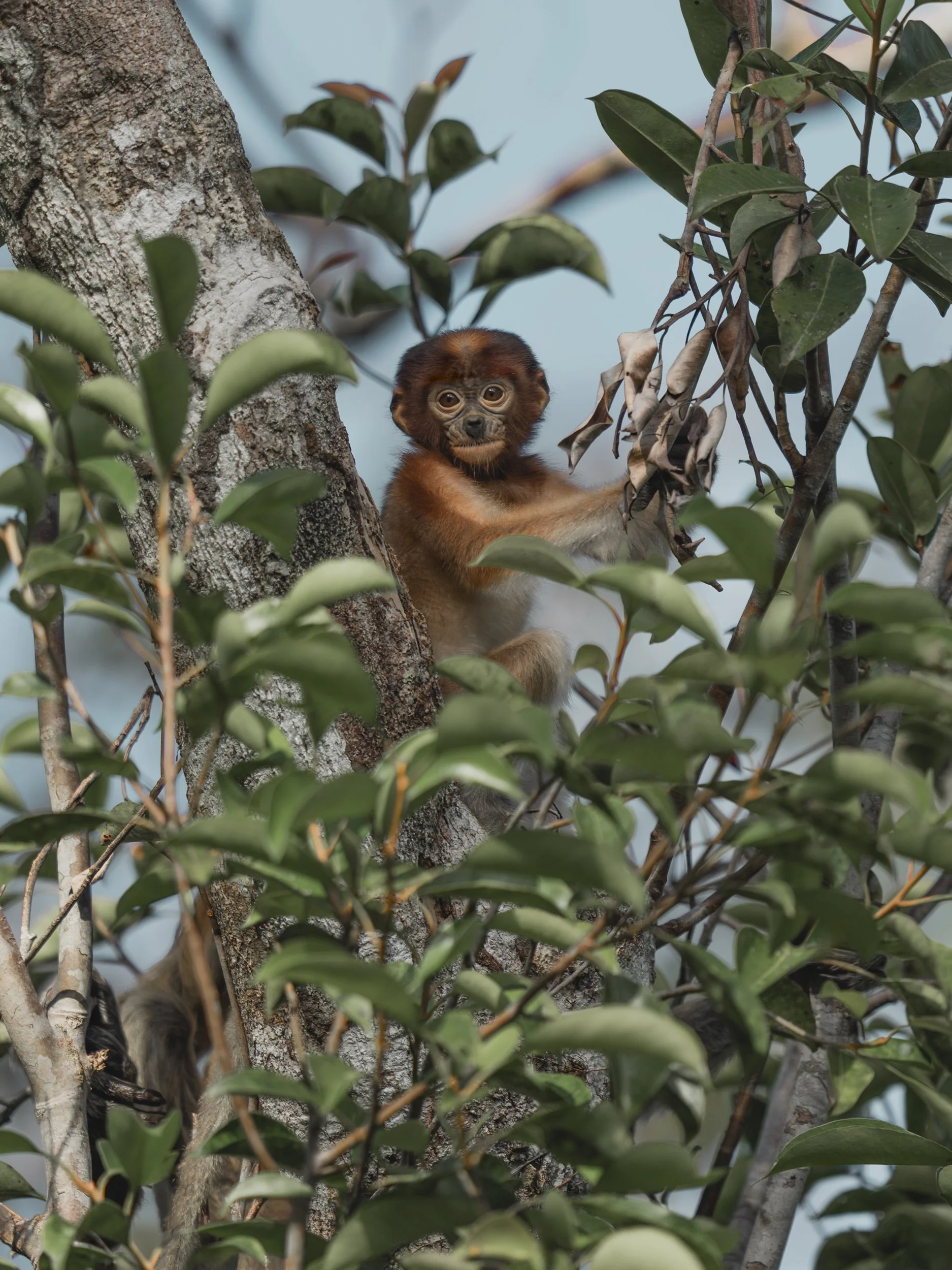 ProboscisMonkey_TanjungPuting_01.07.26_KateNewman_Australian_Wildlife_Photographer_00046-Edit.jpg