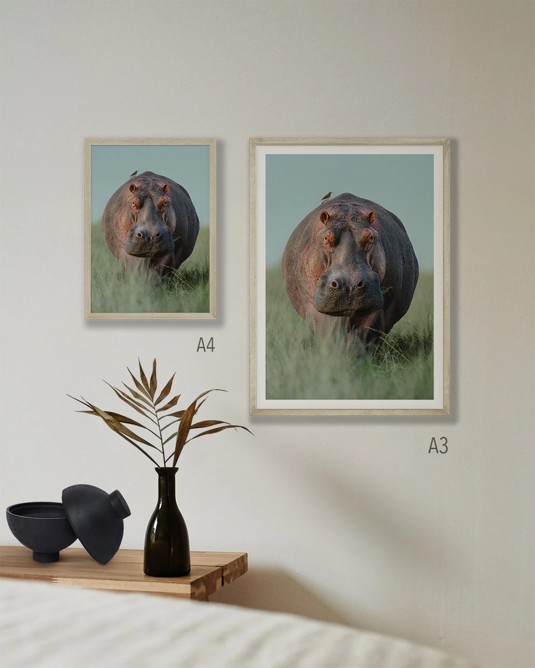 2 prints on a wall of a hippo out of water
