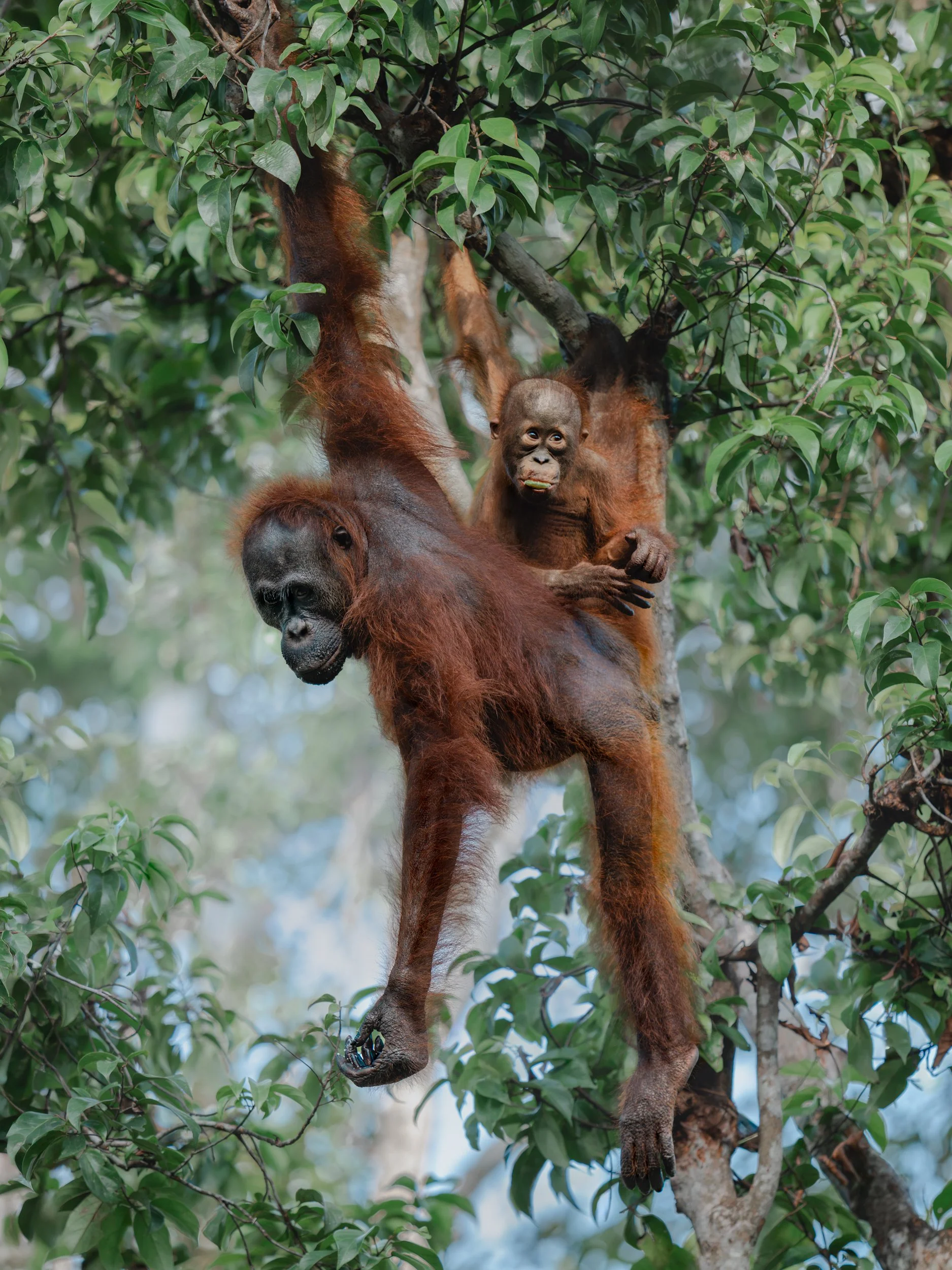Orangutan_TanjungPuting_29.06.26_KateNewman_Australian_Wildlife_Photographer_01098.jpg