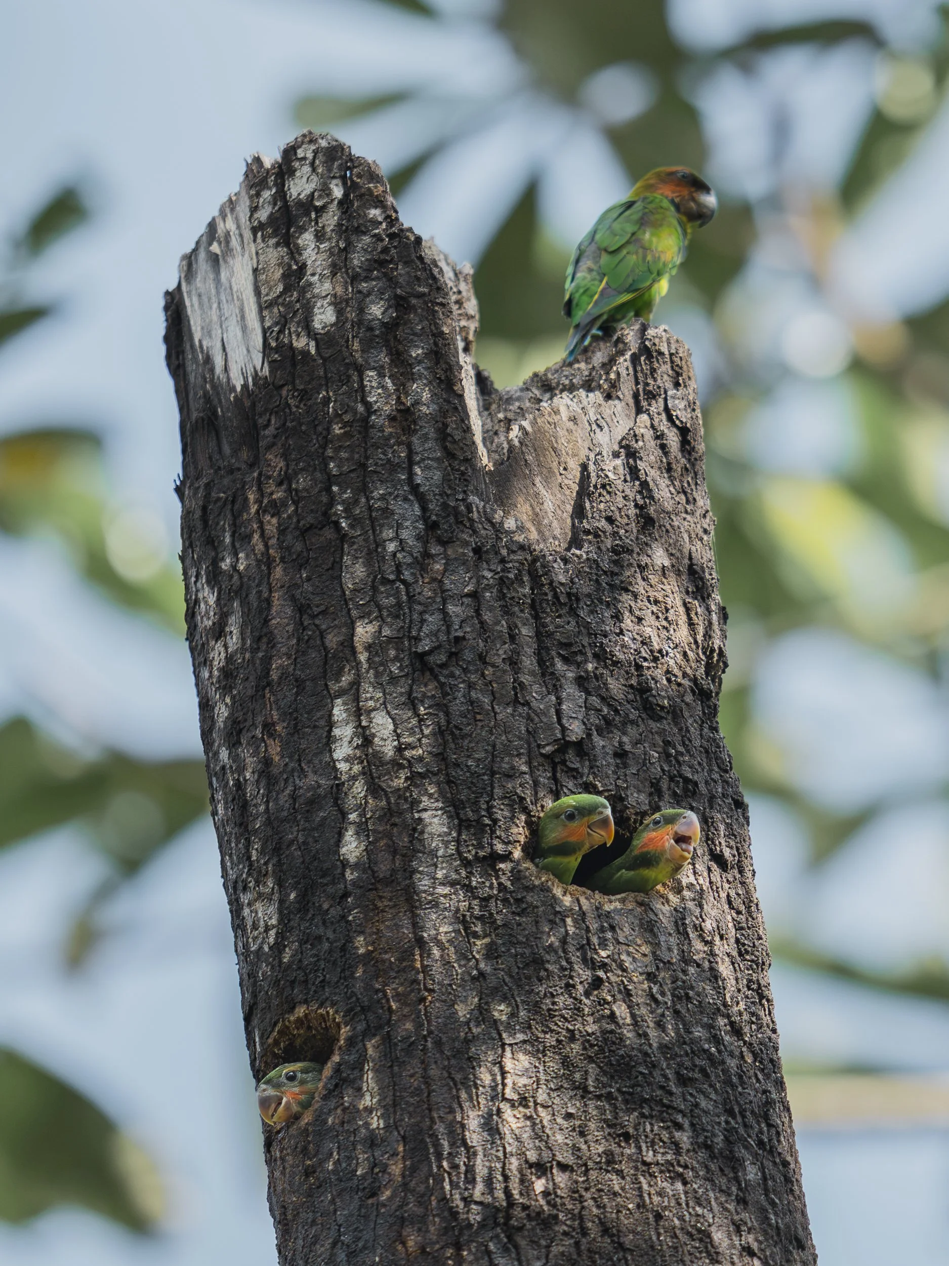 Parakeet_TanjungPuting_29.06.26_KateNewman_Australian_Wildlife_Photographer_00055.jpg
