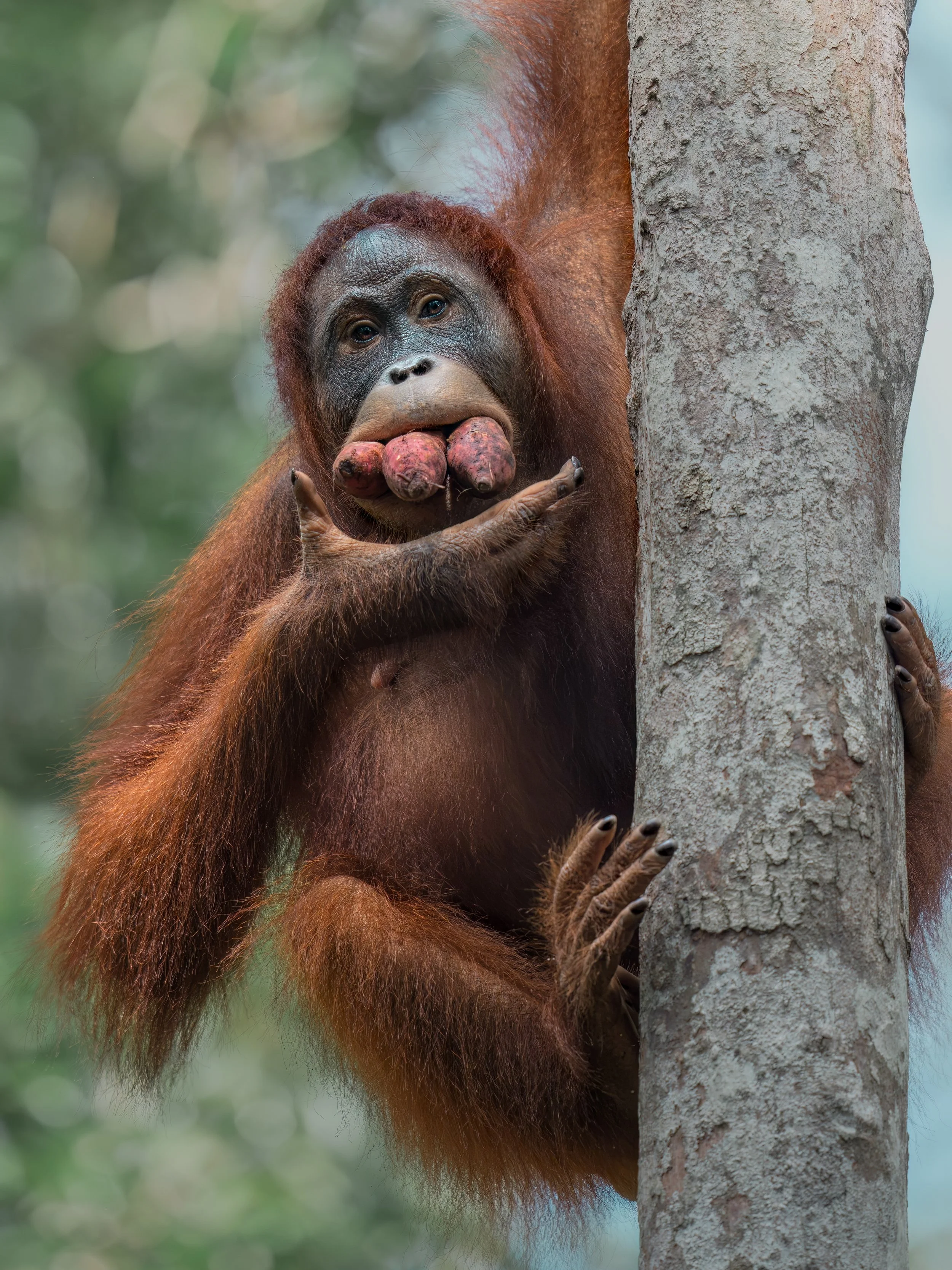 Orangutan_TanjungPuting_01.07.26_KateNewman_Australian_Wildlife_Photographer_00337.JPG