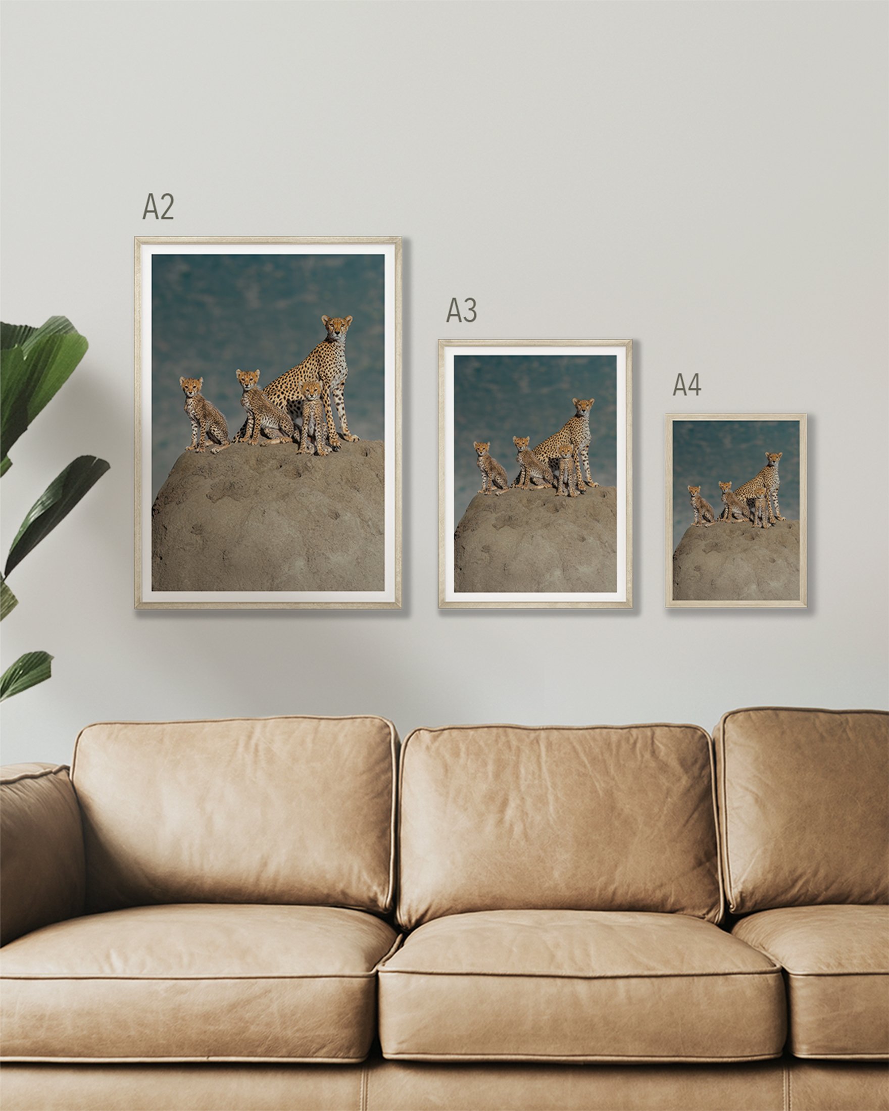 Print of cheetah and 3 cubs sitting on top of a termite mound. 3 print sizes are not a display wall in A4, A3 and A2.