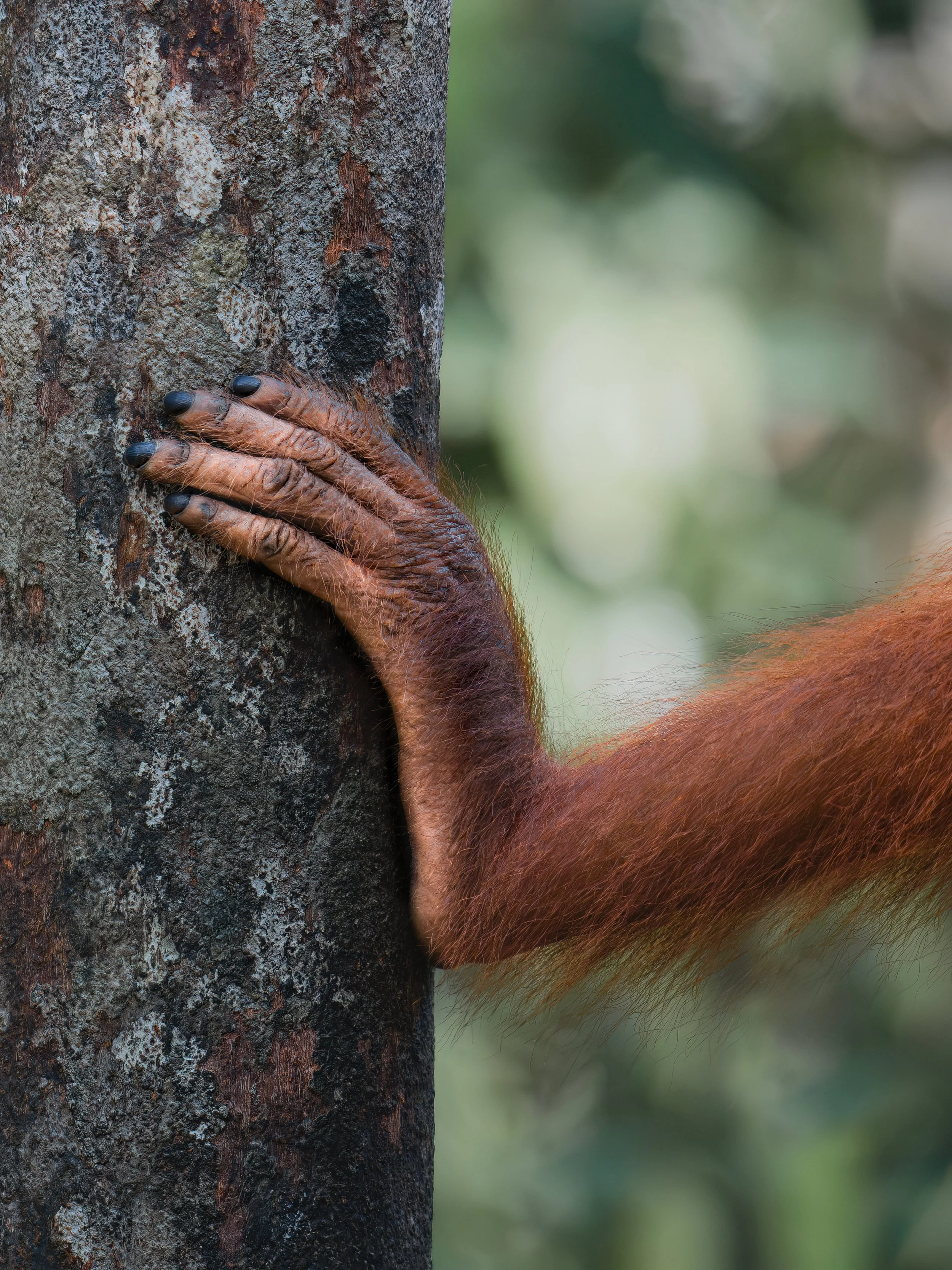Orangutan_TanjungPuting_01.07.26_KateNewman_Australian_Wildlife_Photographer_00583.JPG